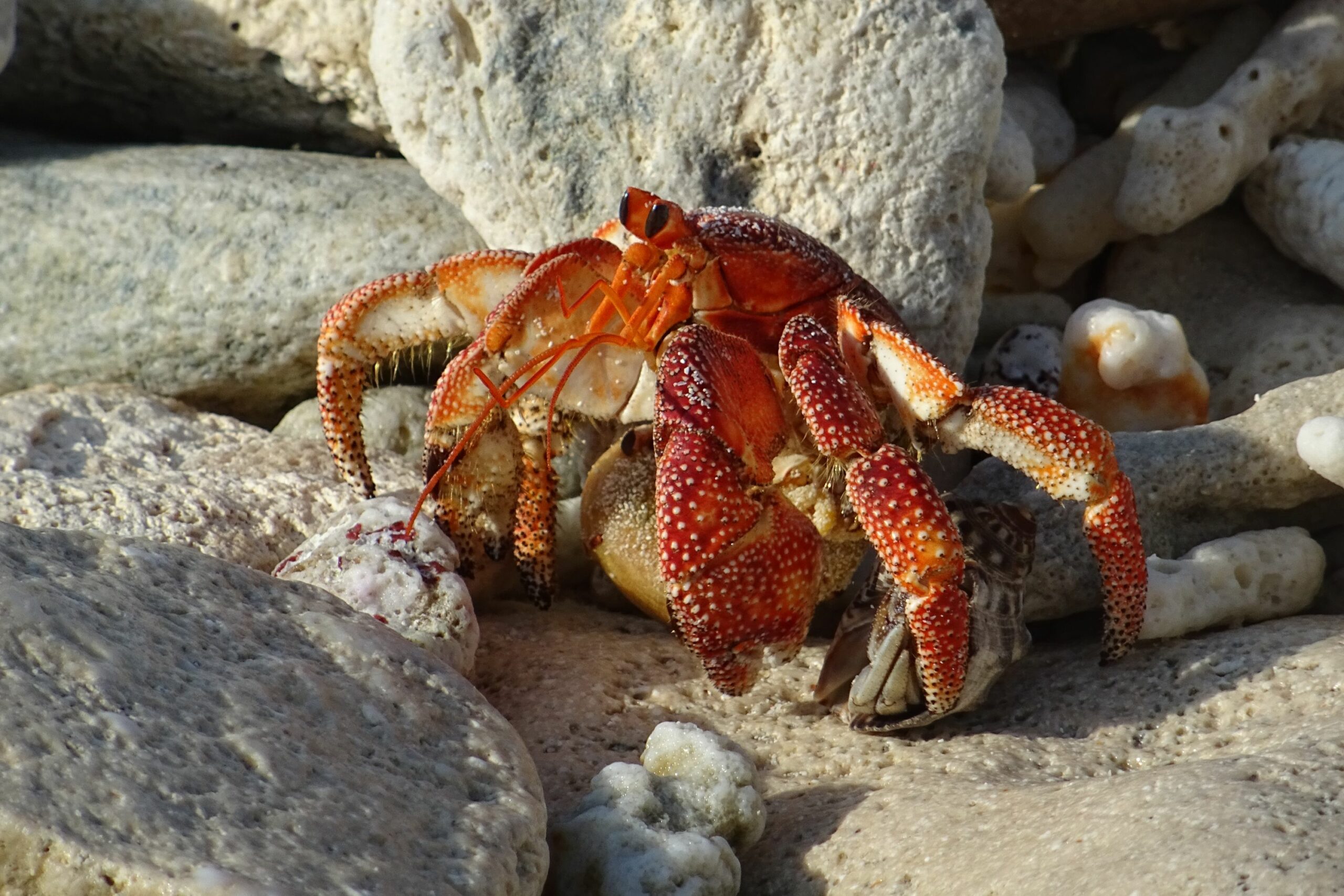 https://www.trackssafaris.co.uk/wp-content/uploads/2022/06/FIP_Conservation_crab-copy-scaled.jpg