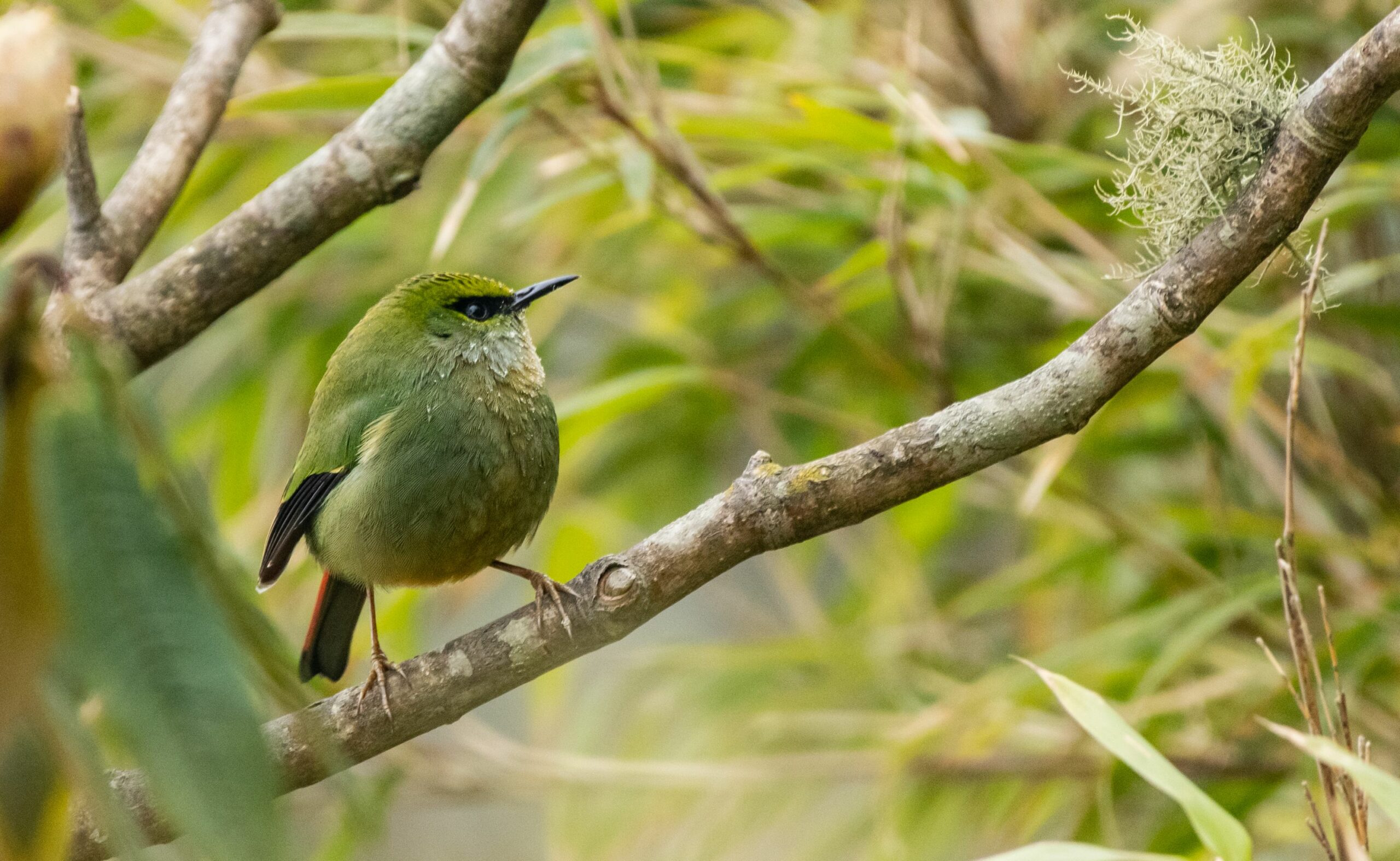 https://www.trackssafaris.co.uk/wp-content/uploads/2022/06/Fire-tailed-Myzornis-Singalila-RED-PANDAS-scaled.jpg