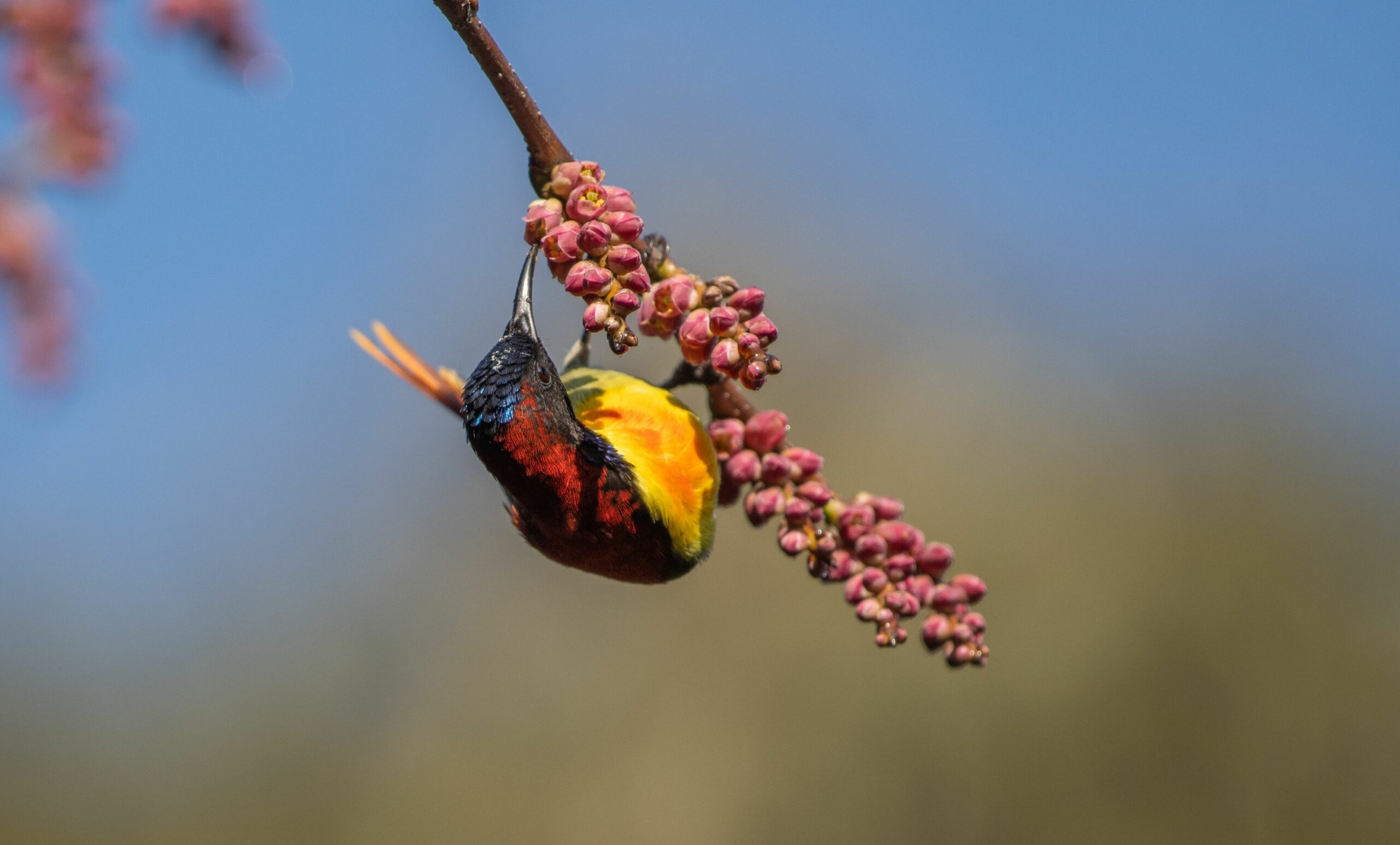 https://www.trackssafaris.co.uk/wp-content/uploads/2022/06/Fire-tailed-Sunbird-Singalila-scaled.jpg