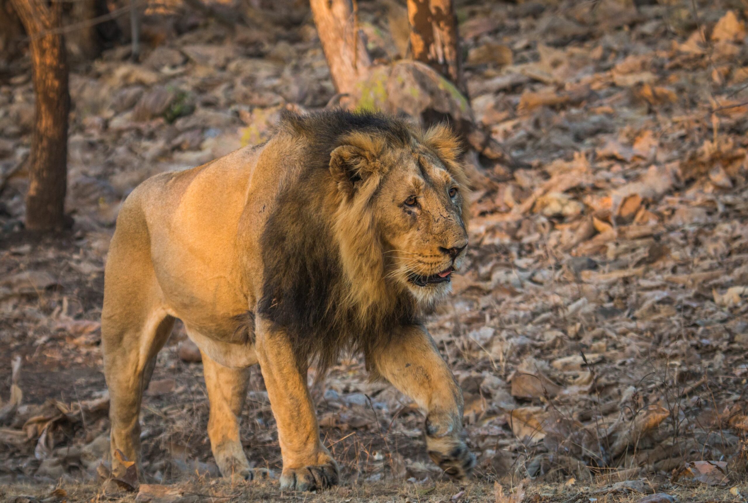 https://www.trackssafaris.co.uk/wp-content/uploads/2022/06/GIR-LION-scaled.jpg