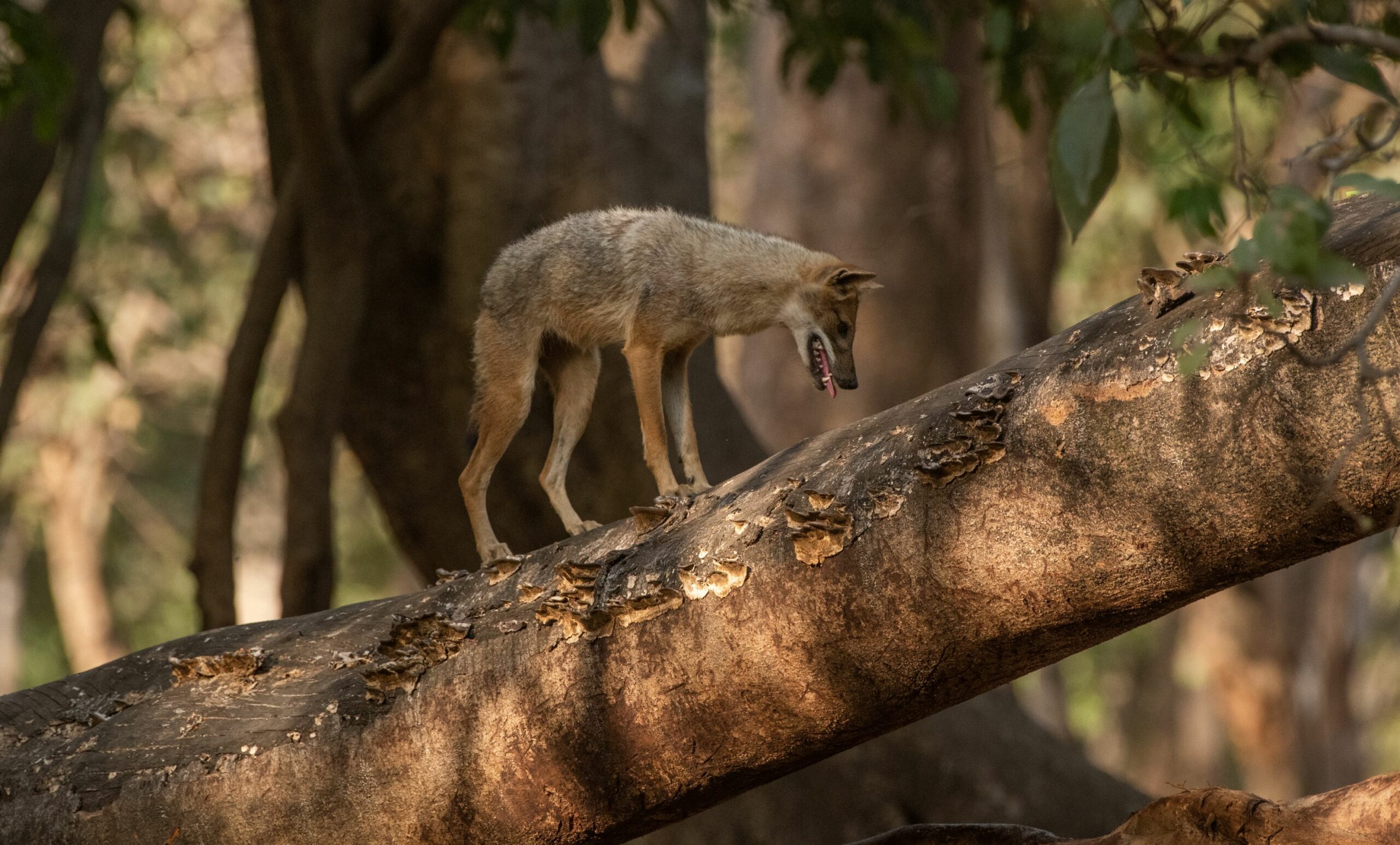 https://www.trackssafaris.co.uk/wp-content/uploads/2022/06/GOLDEN-JACKAL-KHANA-VARUN1-scaled.jpg