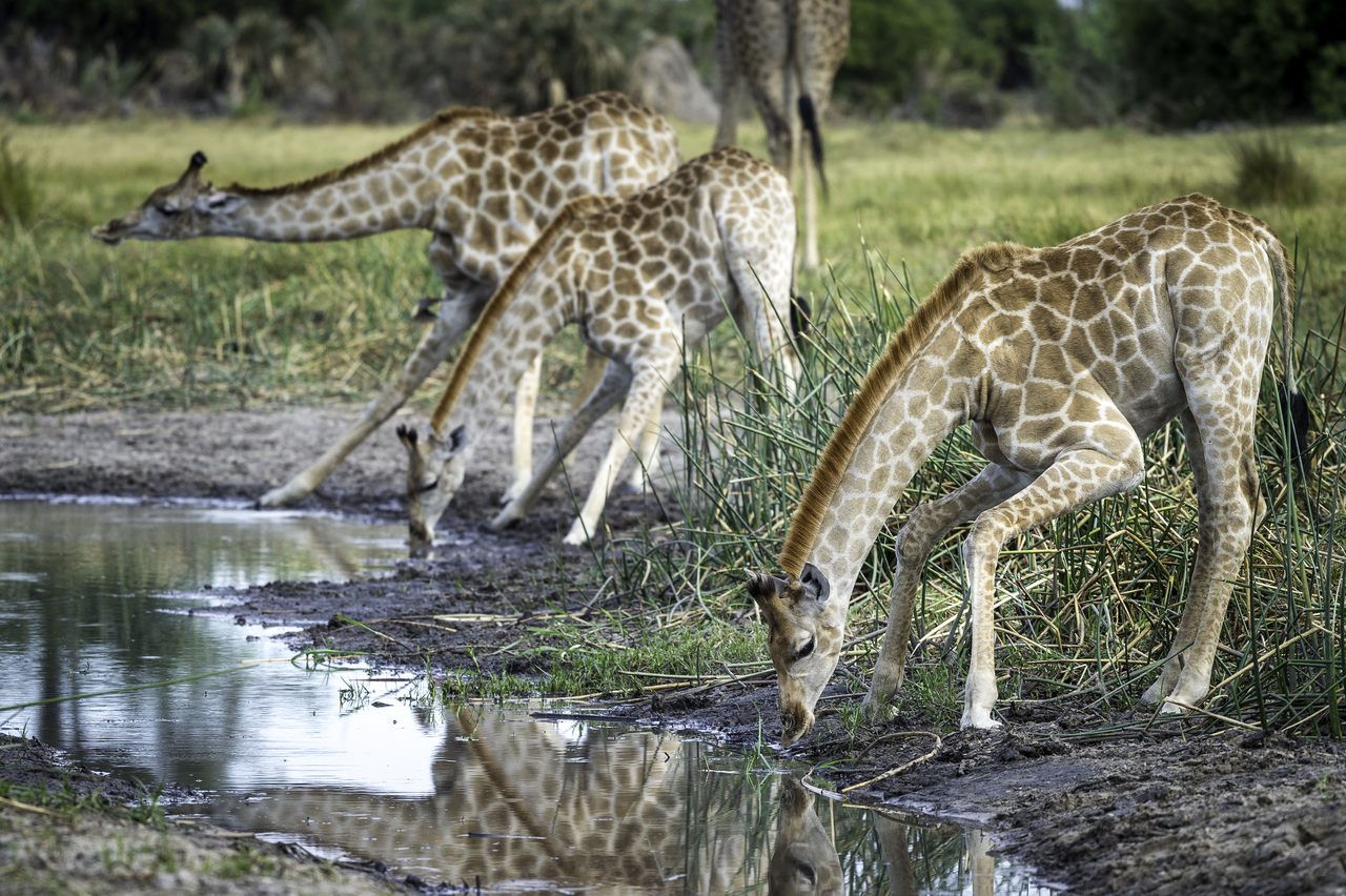 https://www.trackssafaris.co.uk/wp-content/uploads/2022/06/Gomoti_2015-12-129-copy-1.jpg