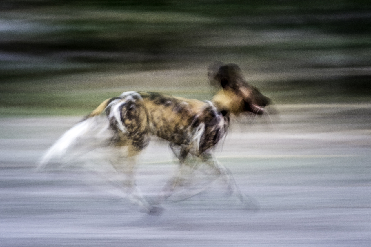https://www.trackssafaris.co.uk/wp-content/uploads/2022/06/Gomoti_2015.jpg