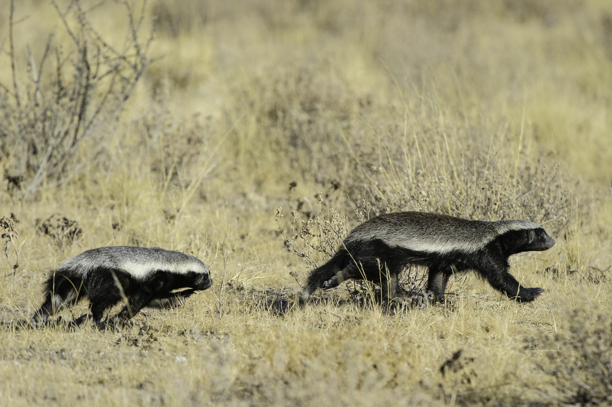 https://www.trackssafaris.co.uk/wp-content/uploads/2022/06/HONEYBADGER-KALAHARI-1-scaled.jpg