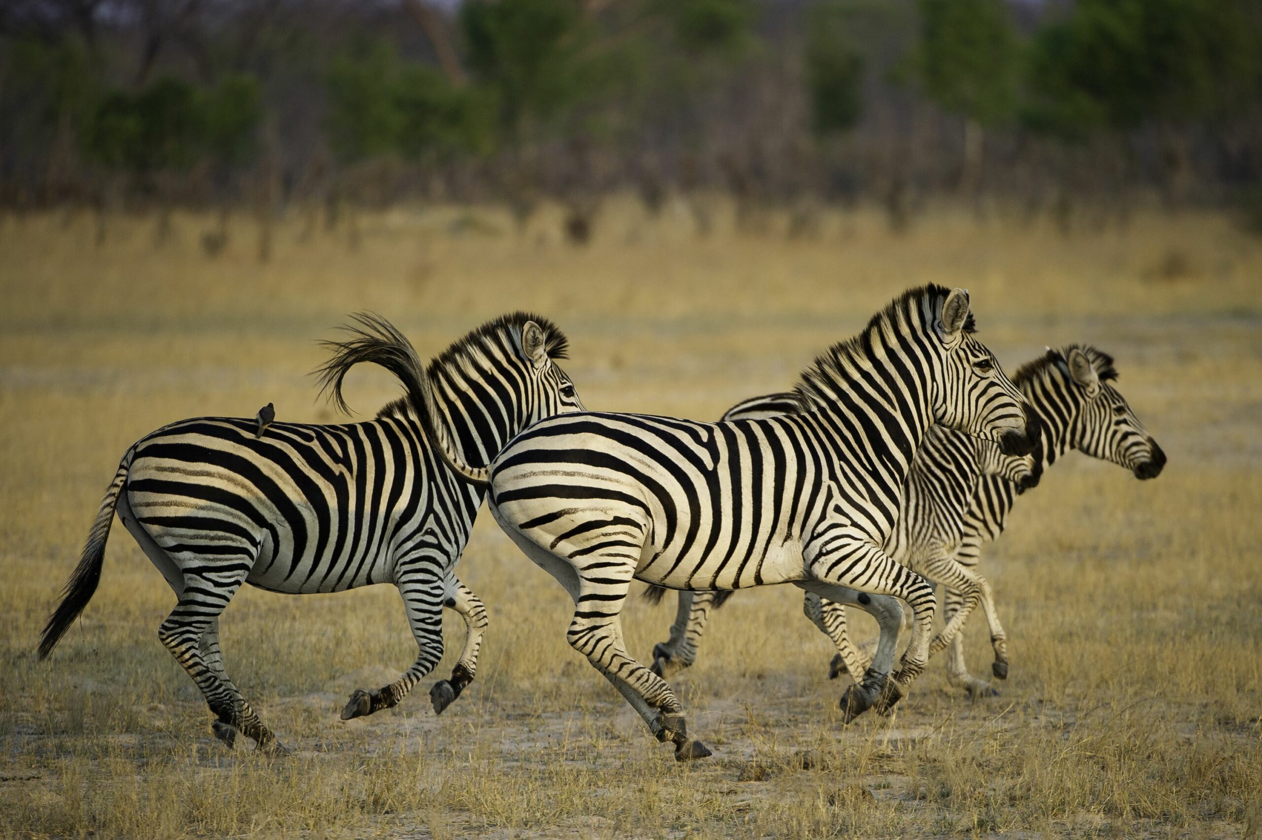 https://www.trackssafaris.co.uk/wp-content/uploads/2022/06/Hwange_2011-10-098-copy-scaled.jpg
