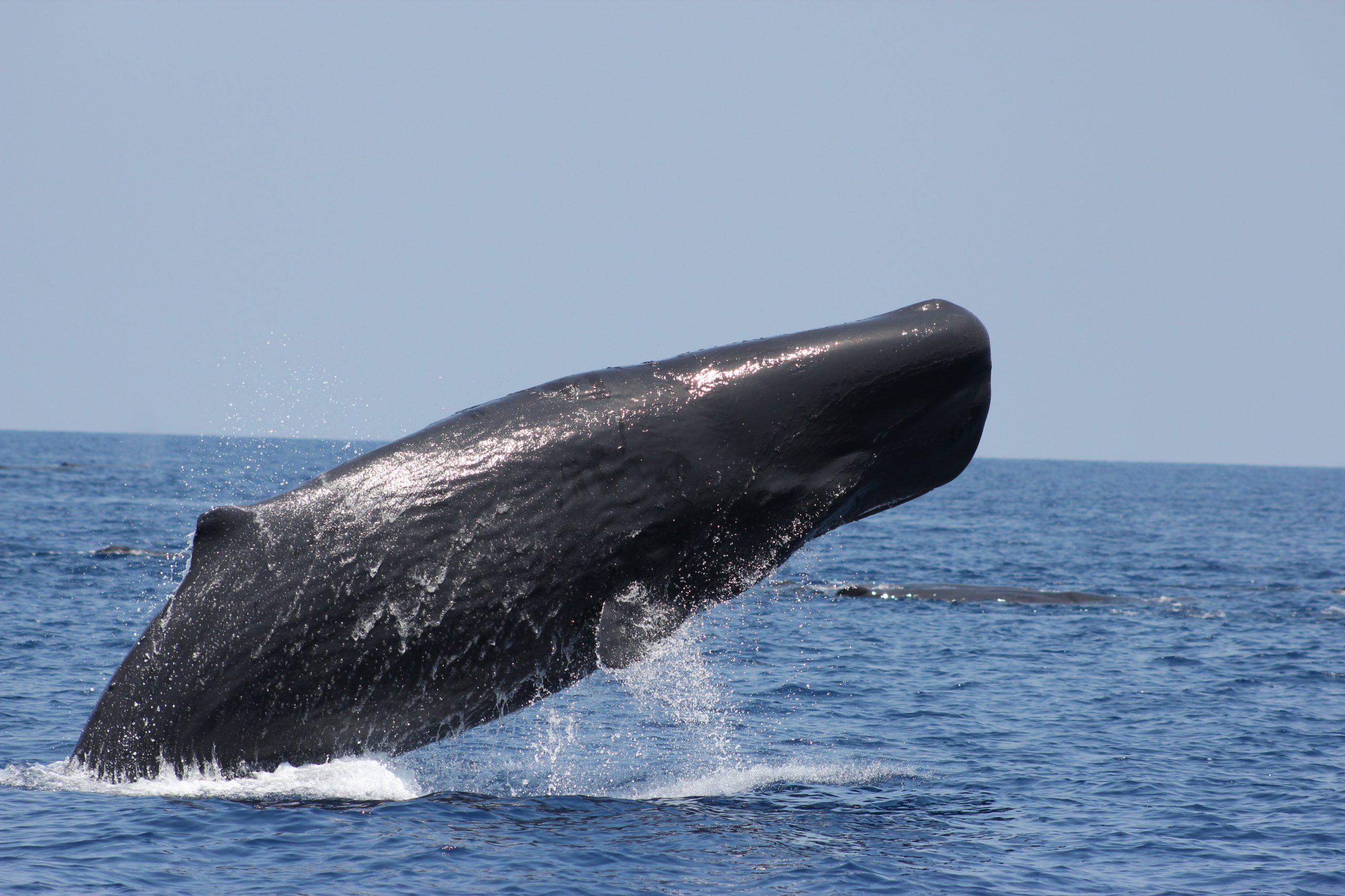 12 NIGHTS – WILDLIFE OF SRI LANKA – MID PRICED OPTION