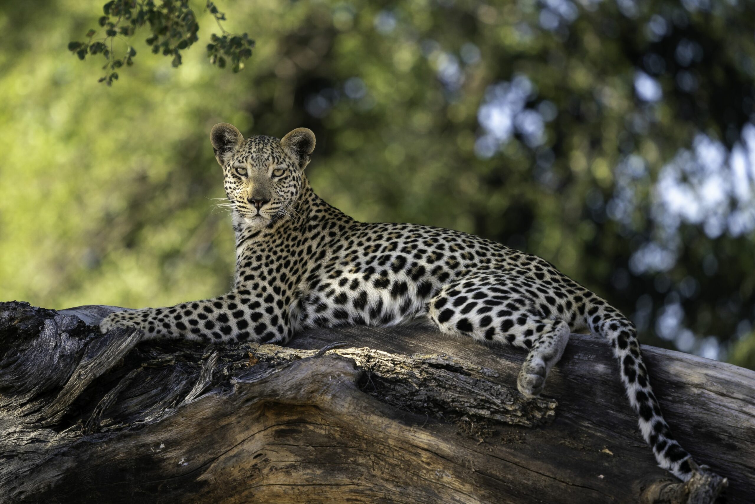 https://www.trackssafaris.co.uk/wp-content/uploads/2022/06/Jao_Reserve_06-19_-84-copy-scaled.jpg