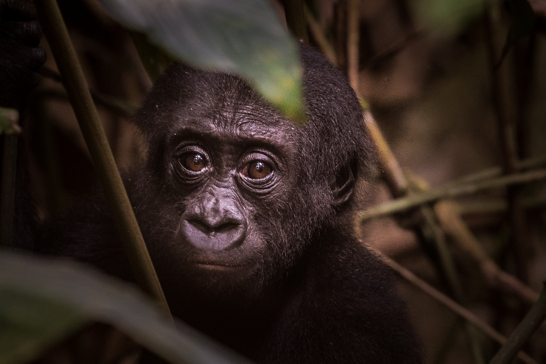 Destinations Show Monthly Offer Newsletter – View Gorillas in Central African Republic