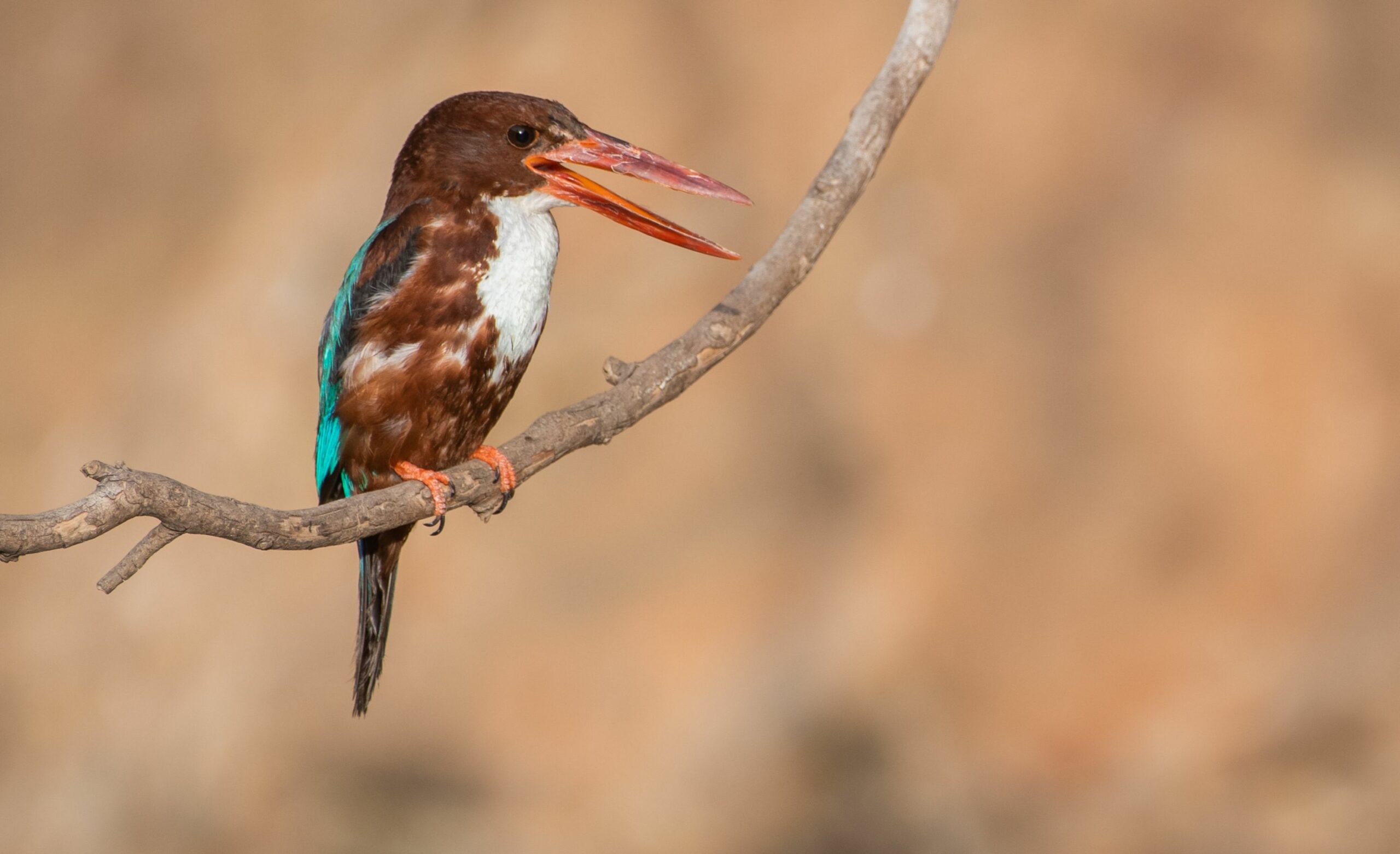 https://www.trackssafaris.co.uk/wp-content/uploads/2022/06/KINGFISHER-VARUN-RANTHAMBORE-scaled.jpg