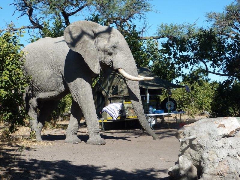 https://www.trackssafaris.co.uk/wp-content/uploads/2022/06/Laura-zimbabwe-elephant.jpg