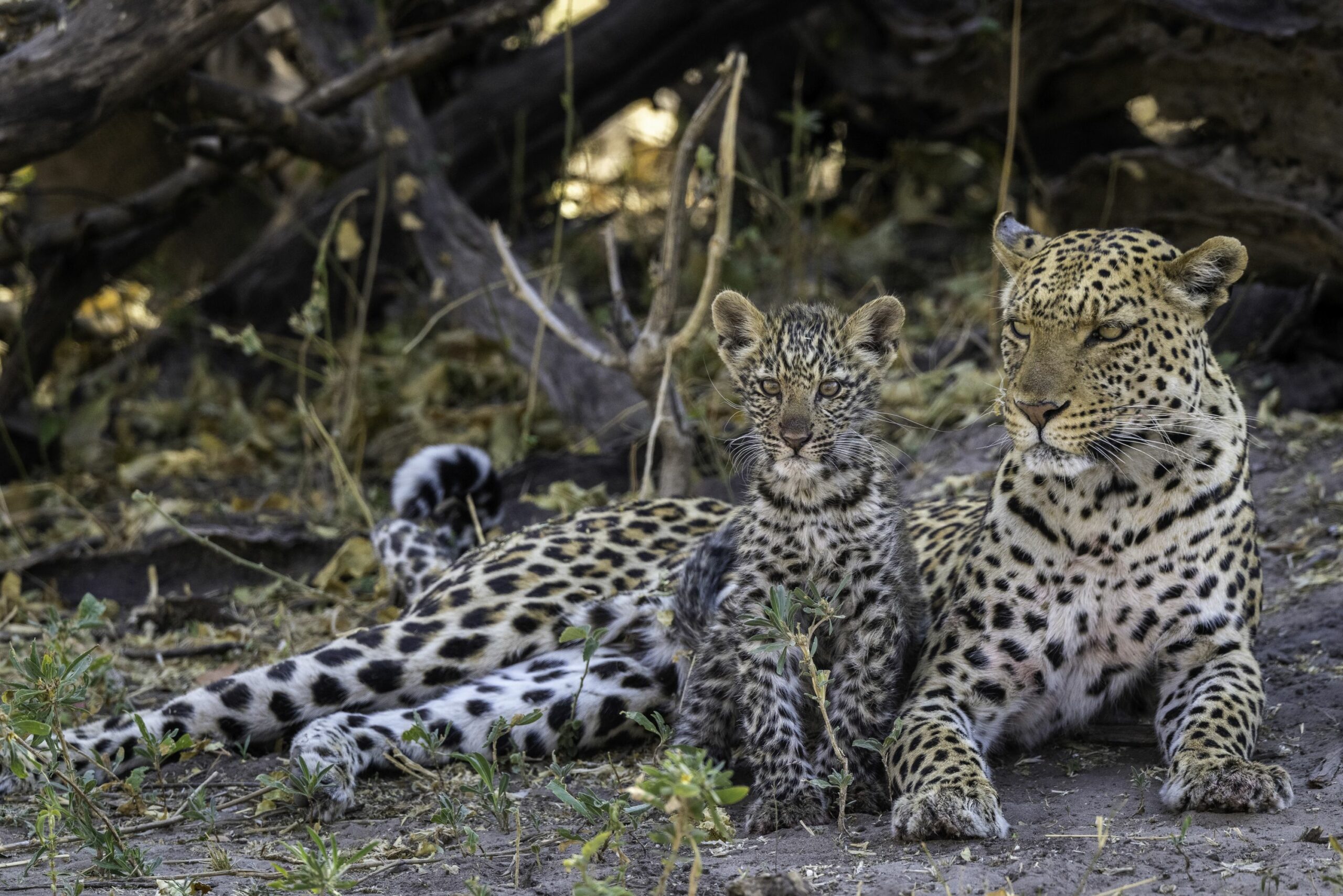 https://www.trackssafaris.co.uk/wp-content/uploads/2022/06/Linyanti_08-19_-168-copy-1-scaled.jpg