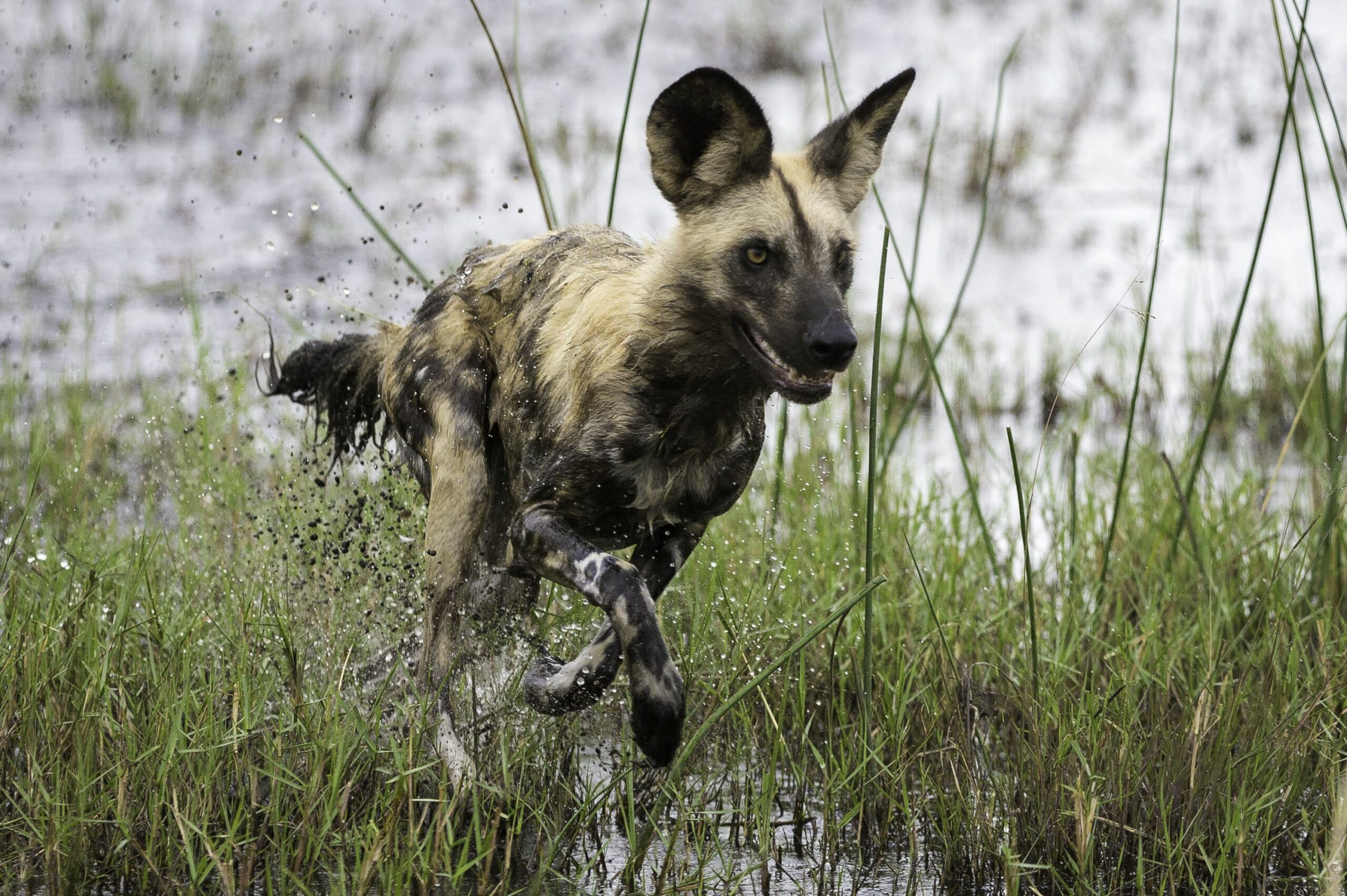 https://www.trackssafaris.co.uk/wp-content/uploads/2022/06/Linyanti_2014-04-39-copy-scaled.jpg