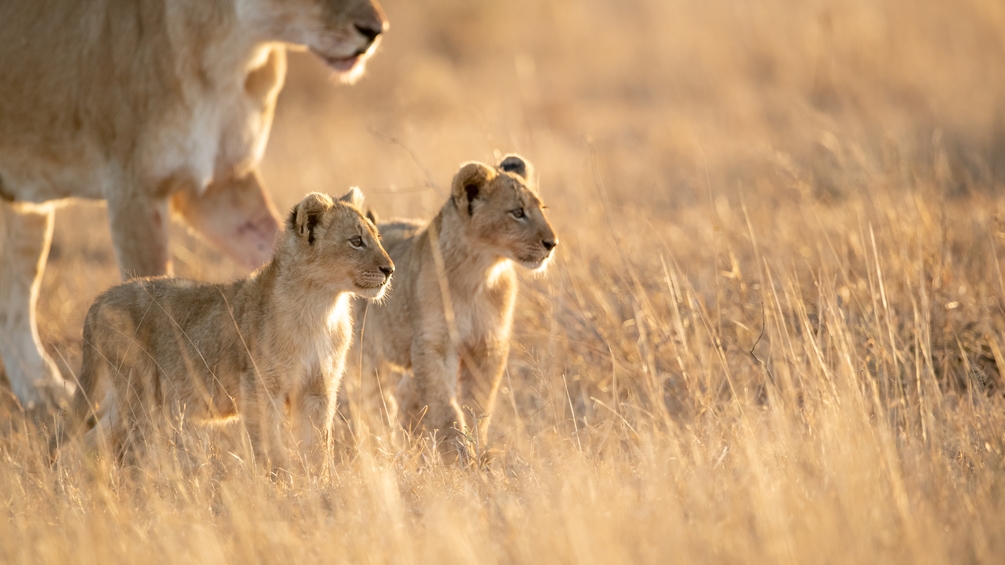 https://www.trackssafaris.co.uk/wp-content/uploads/2022/06/Lion-_-Ross-Couper-SINGITA-HIGH-RES1.jpg
