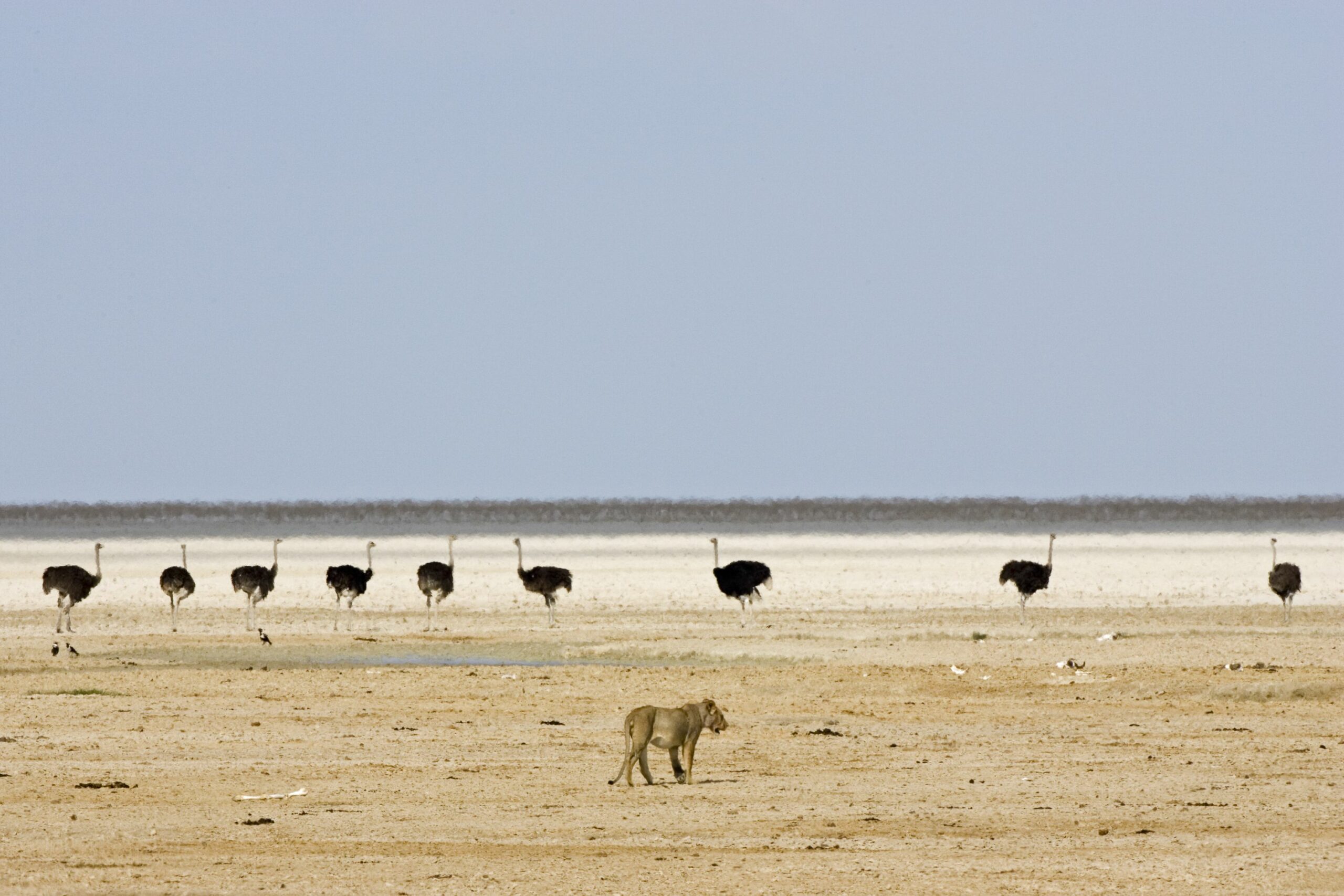 https://www.trackssafaris.co.uk/wp-content/uploads/2022/06/M_Myers_E3H6059a-copy-scaled.jpg