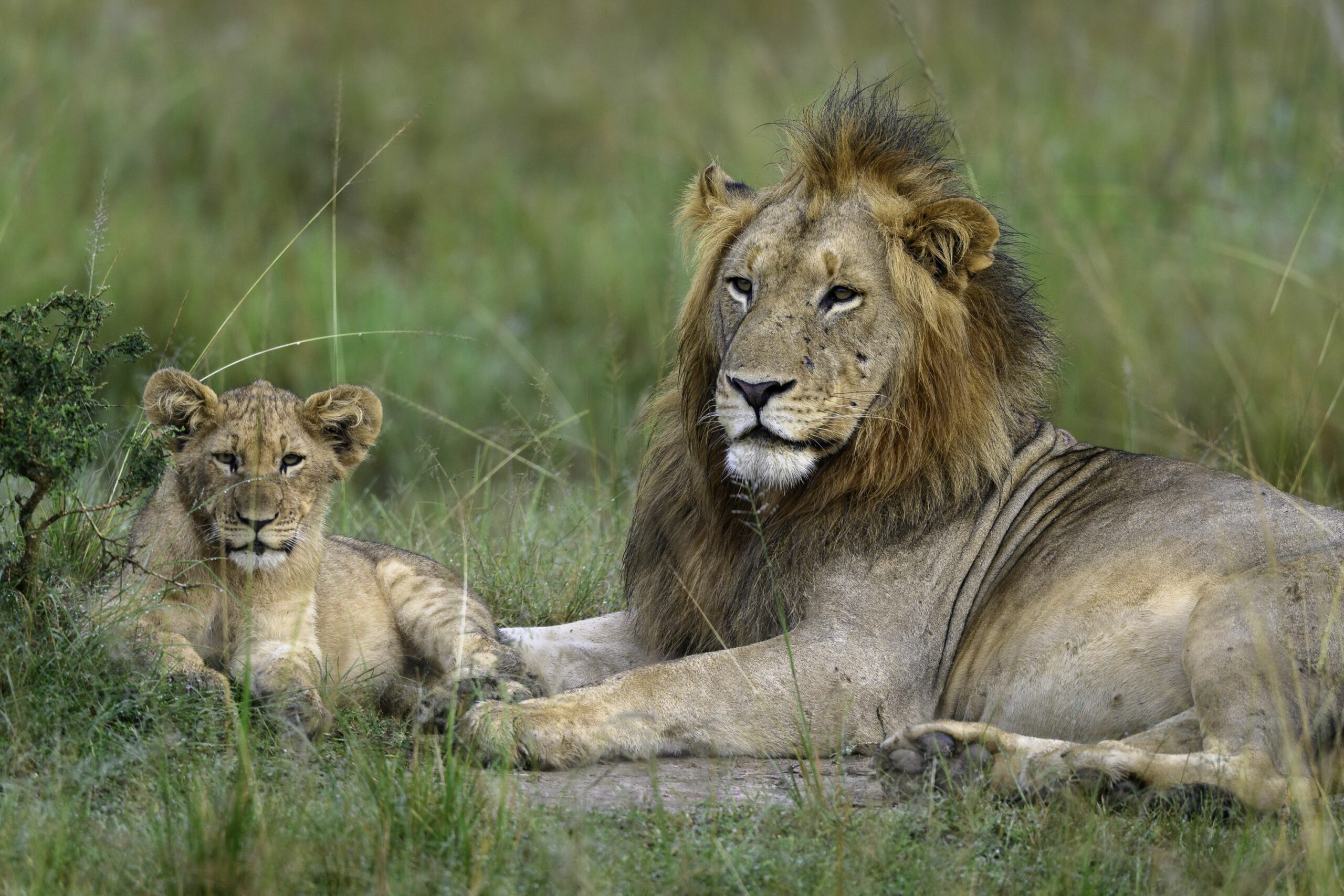 https://www.trackssafaris.co.uk/wp-content/uploads/2022/06/Magashi_05-19_-337-scaled.jpg