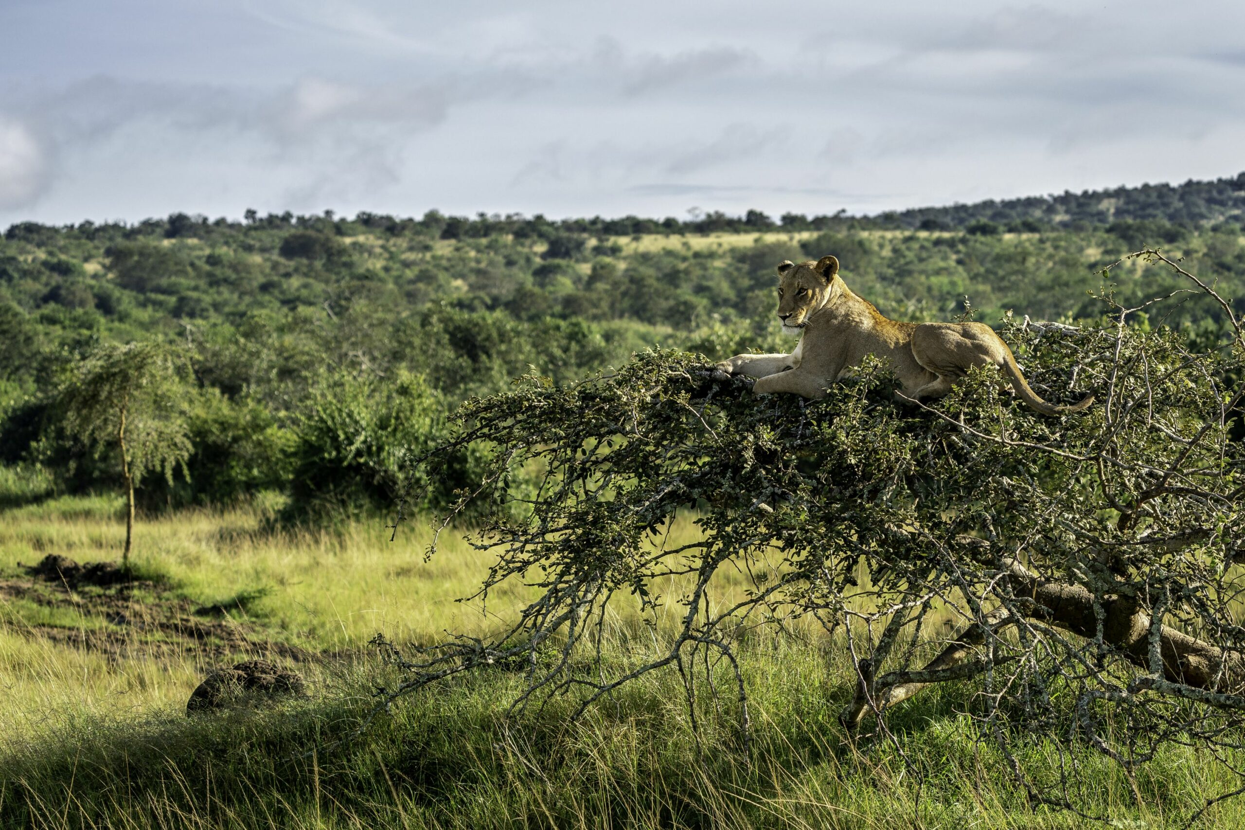 https://www.trackssafaris.co.uk/wp-content/uploads/2022/06/Magashi_05-19_-362-scaled.jpg