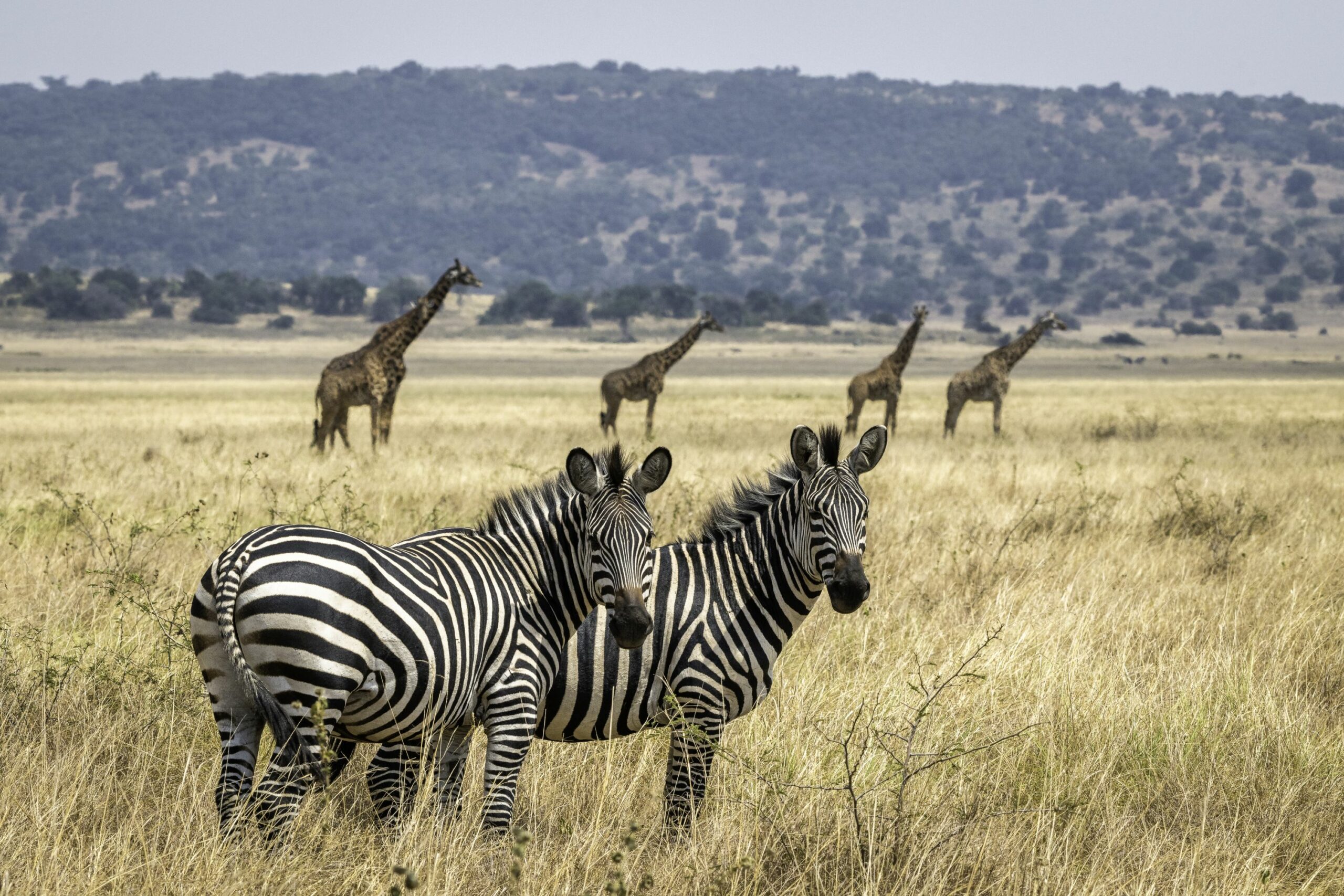 https://www.trackssafaris.co.uk/wp-content/uploads/2022/06/Magashi_07-18_-179-copy-scaled.jpg