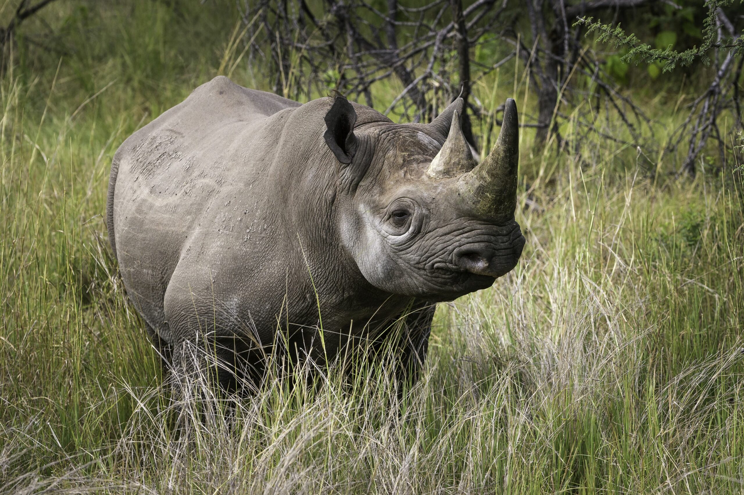 https://www.trackssafaris.co.uk/wp-content/uploads/2022/06/Mombo_2015-03-158-copy2-scaled.jpg