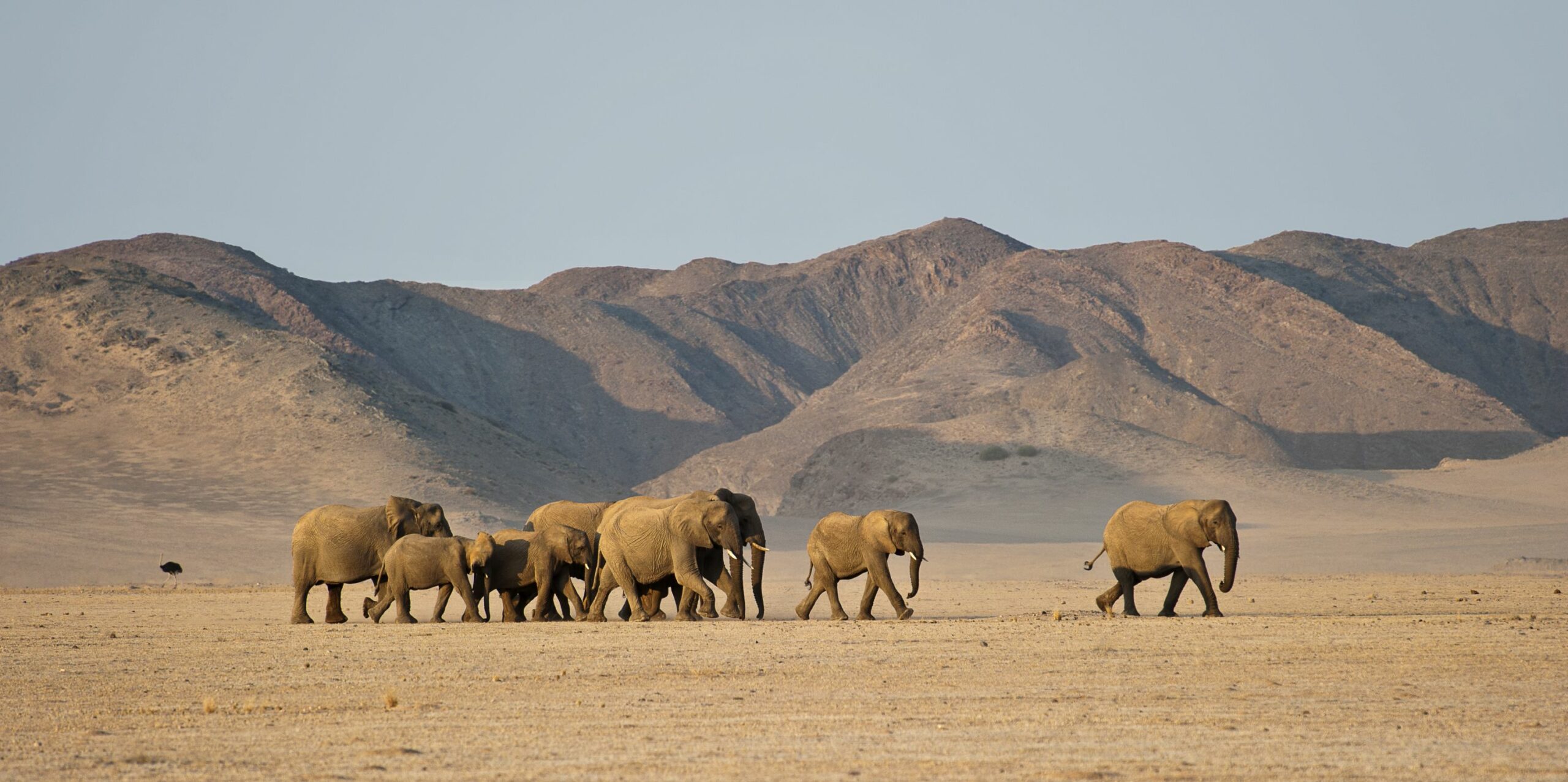 https://www.trackssafaris.co.uk/wp-content/uploads/2022/06/OEVANS-1474_2-2-copy-2-1-scaled.jpg