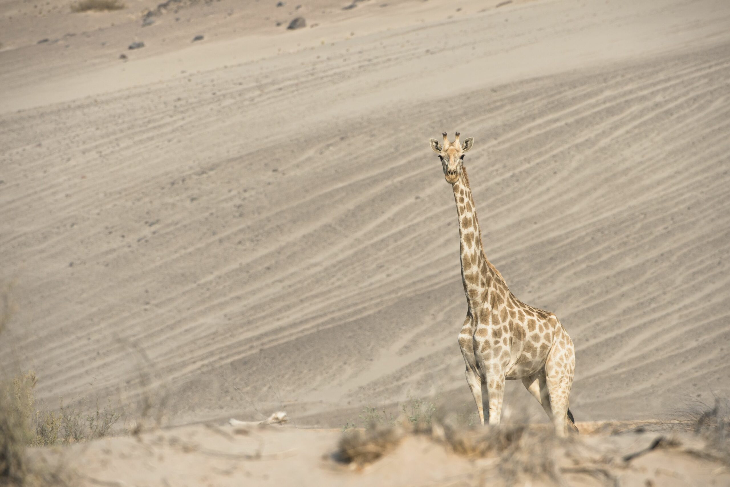https://www.trackssafaris.co.uk/wp-content/uploads/2022/06/OEVANS-2191-copy-scaled.jpg