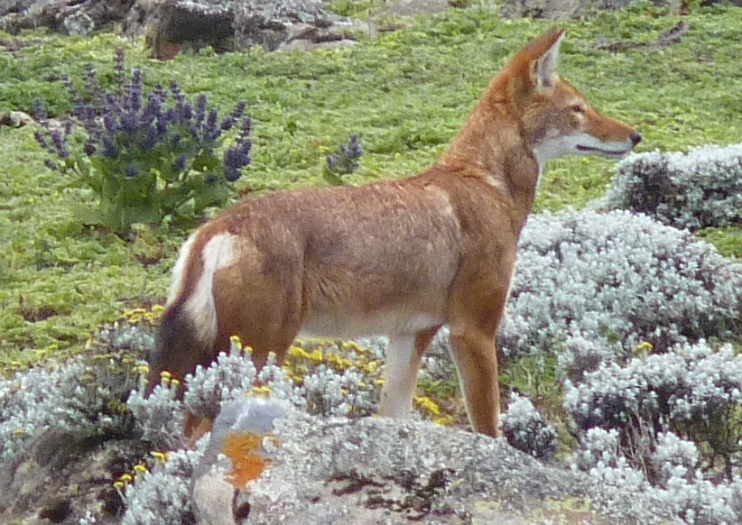 https://www.trackssafaris.co.uk/wp-content/uploads/2022/06/P11400831.jpg
