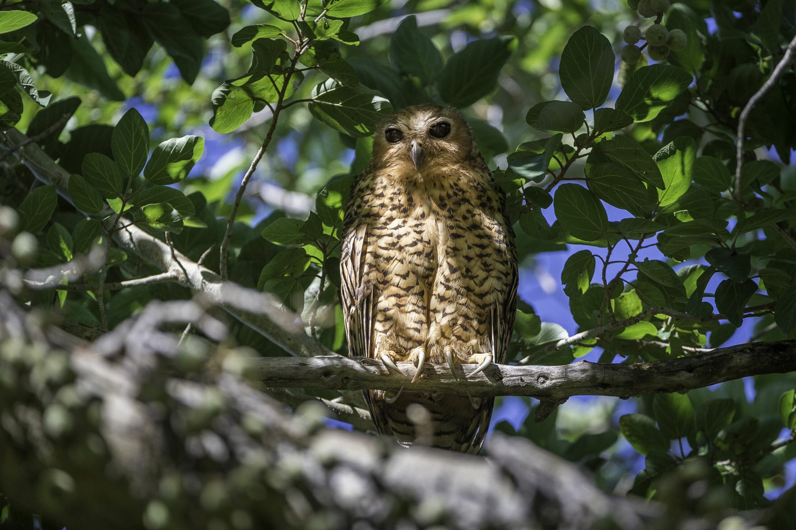 https://www.trackssafaris.co.uk/wp-content/uploads/2022/06/PELS-FISHING-OWL-PELO-1-scaled.jpg