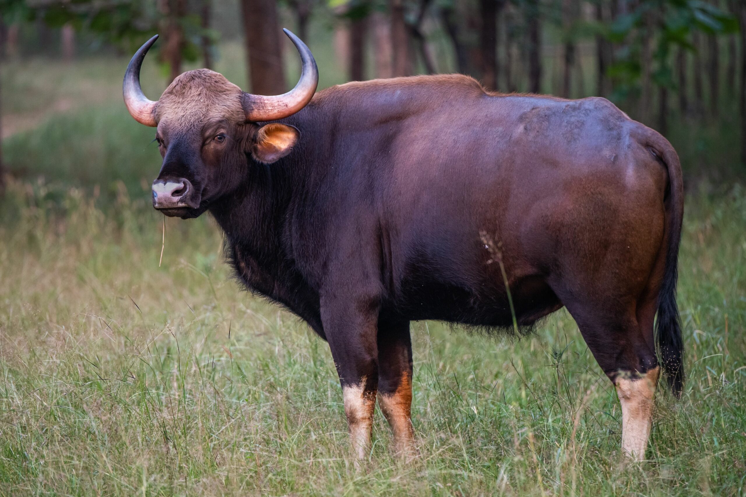 https://www.trackssafaris.co.uk/wp-content/uploads/2022/06/PENCH-GAUR-scaled.jpg