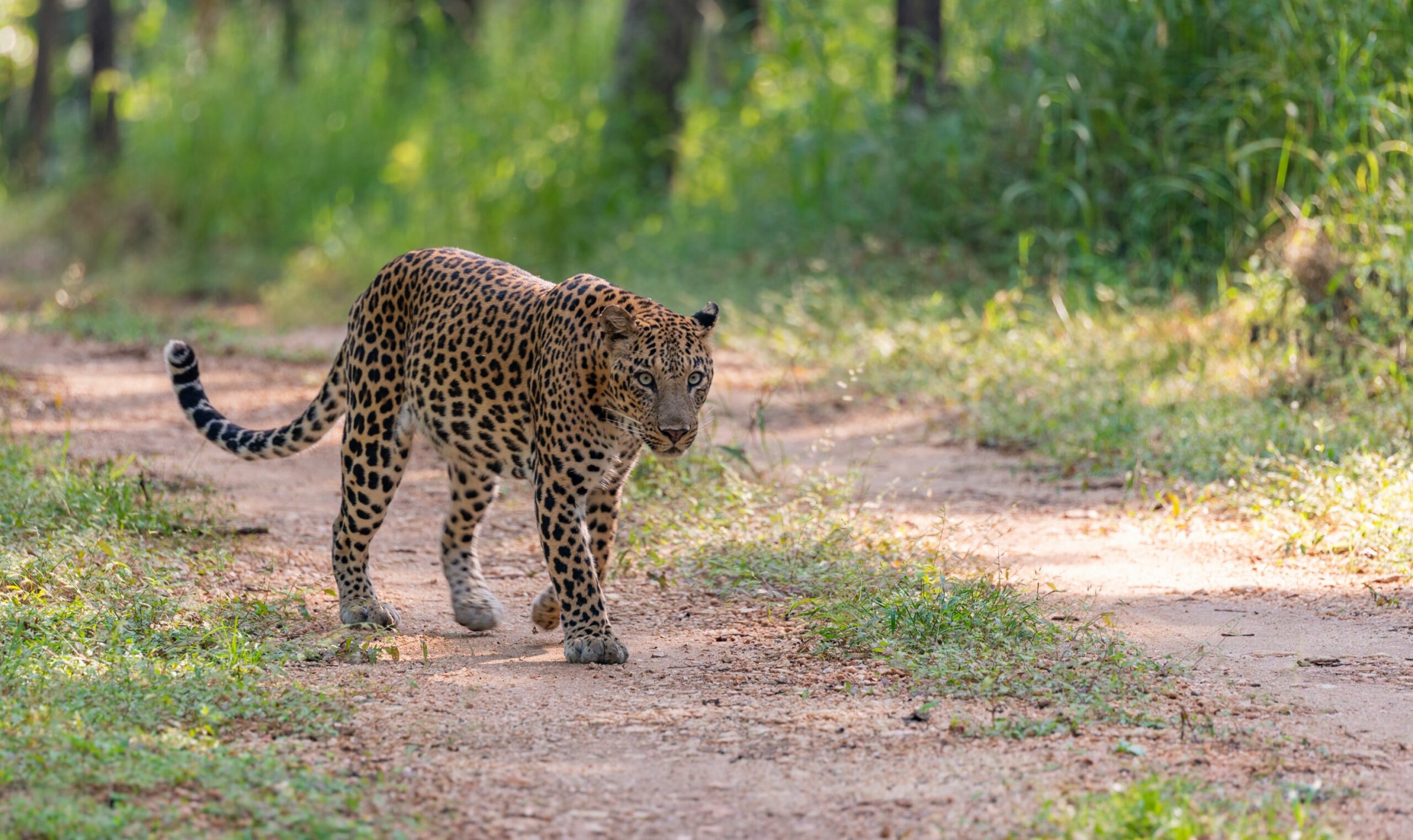 https://www.trackssafaris.co.uk/wp-content/uploads/2022/06/PENCH-LEOPARD-1-scaled.jpg
