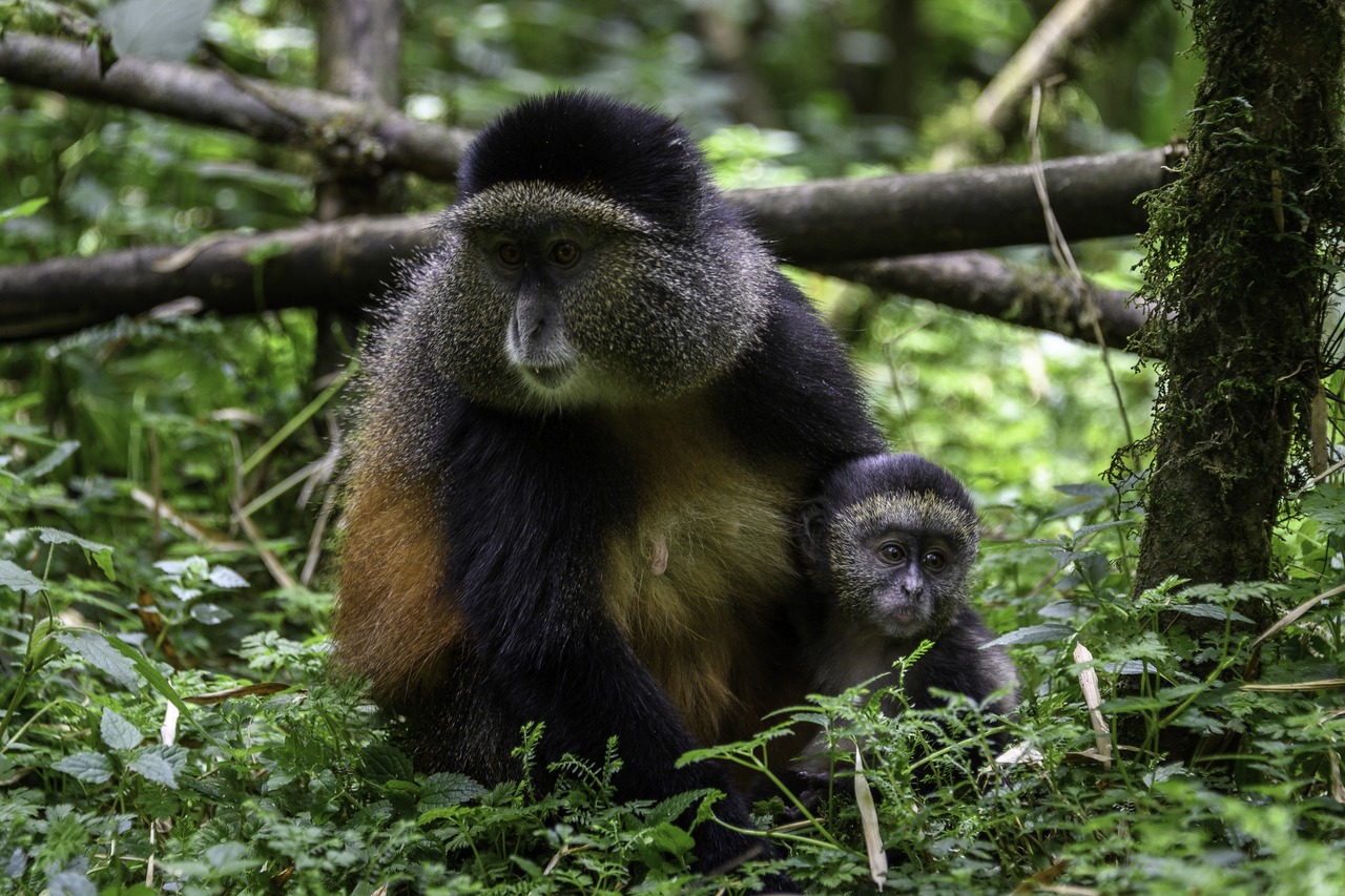 https://www.trackssafaris.co.uk/wp-content/uploads/2022/06/Rwanda-212-copy.jpg