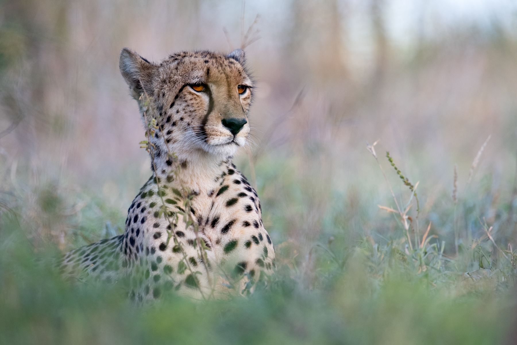https://www.trackssafaris.co.uk/wp-content/uploads/2022/06/SINGITA-Cheetah-Kruger-National-Park.jpg