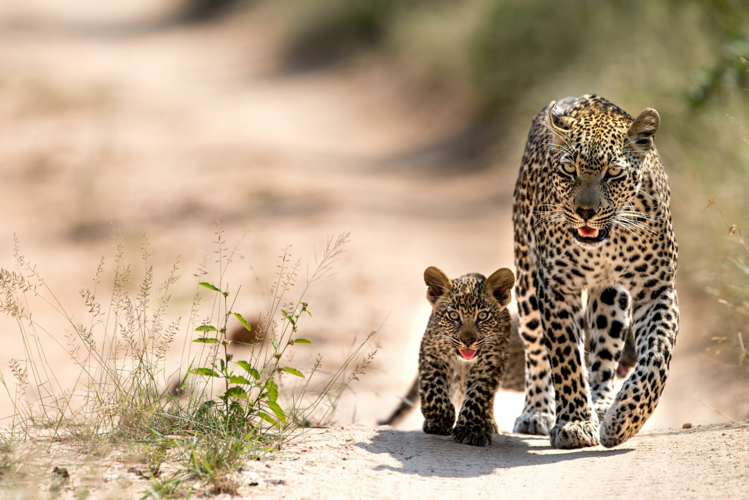 https://www.trackssafaris.co.uk/wp-content/uploads/2022/06/SINGITA-scaled.jpg