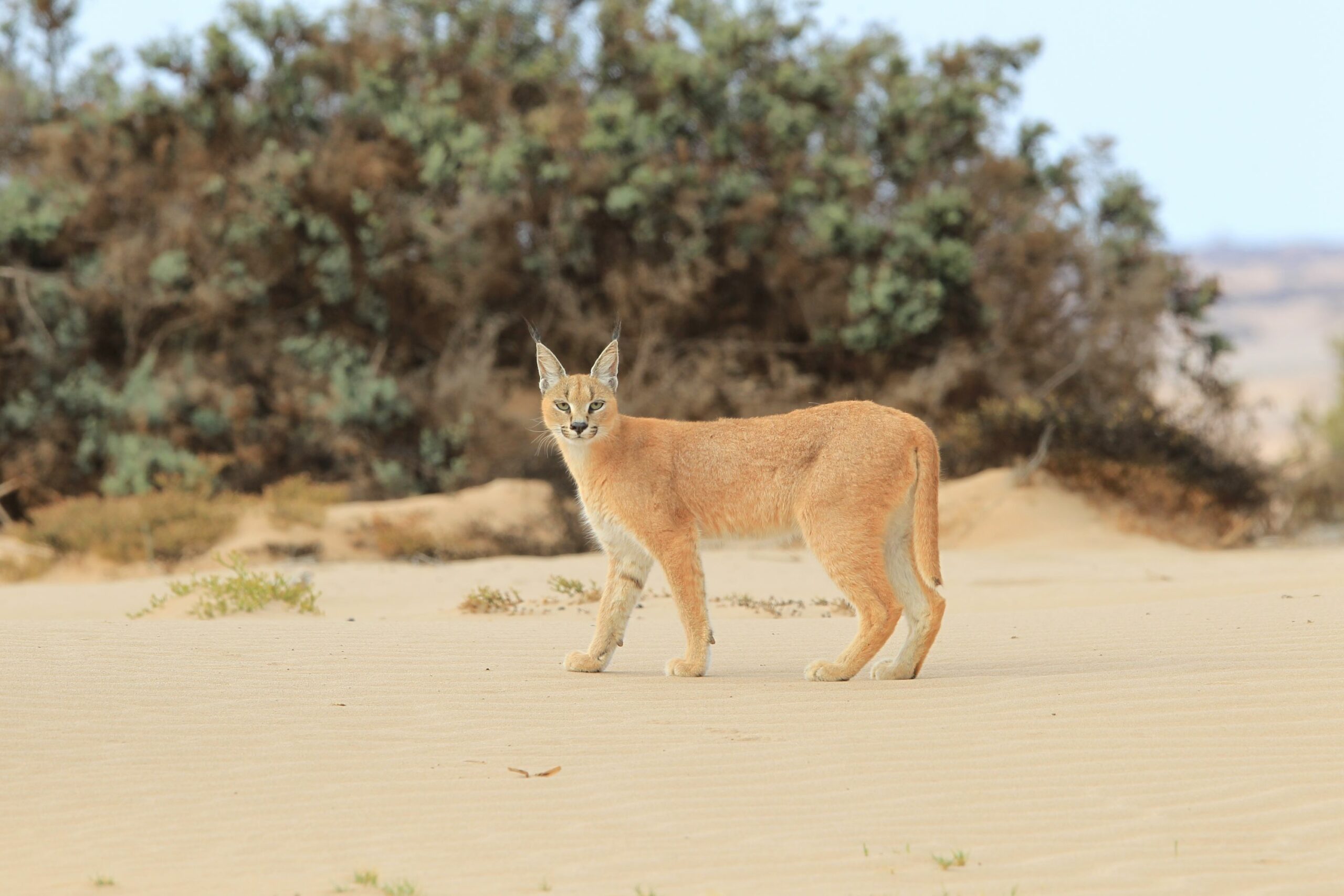 https://www.trackssafaris.co.uk/wp-content/uploads/2022/06/SKELETON-COAST-CARACAL-Dr_Flip-scaled.jpg