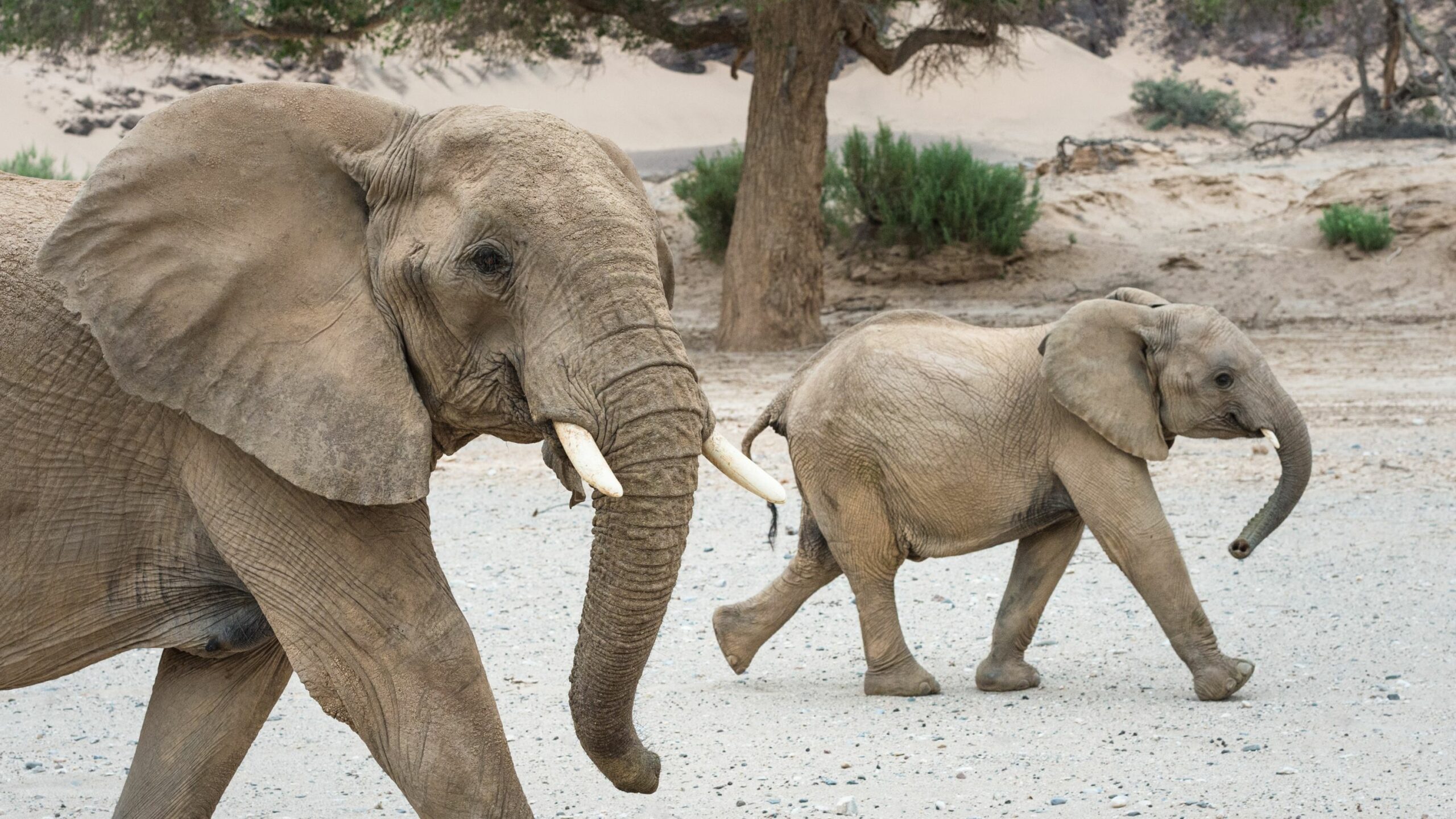https://www.trackssafaris.co.uk/wp-content/uploads/2022/06/SKELETON-COAST-ELEPHANT-scaled.jpg
