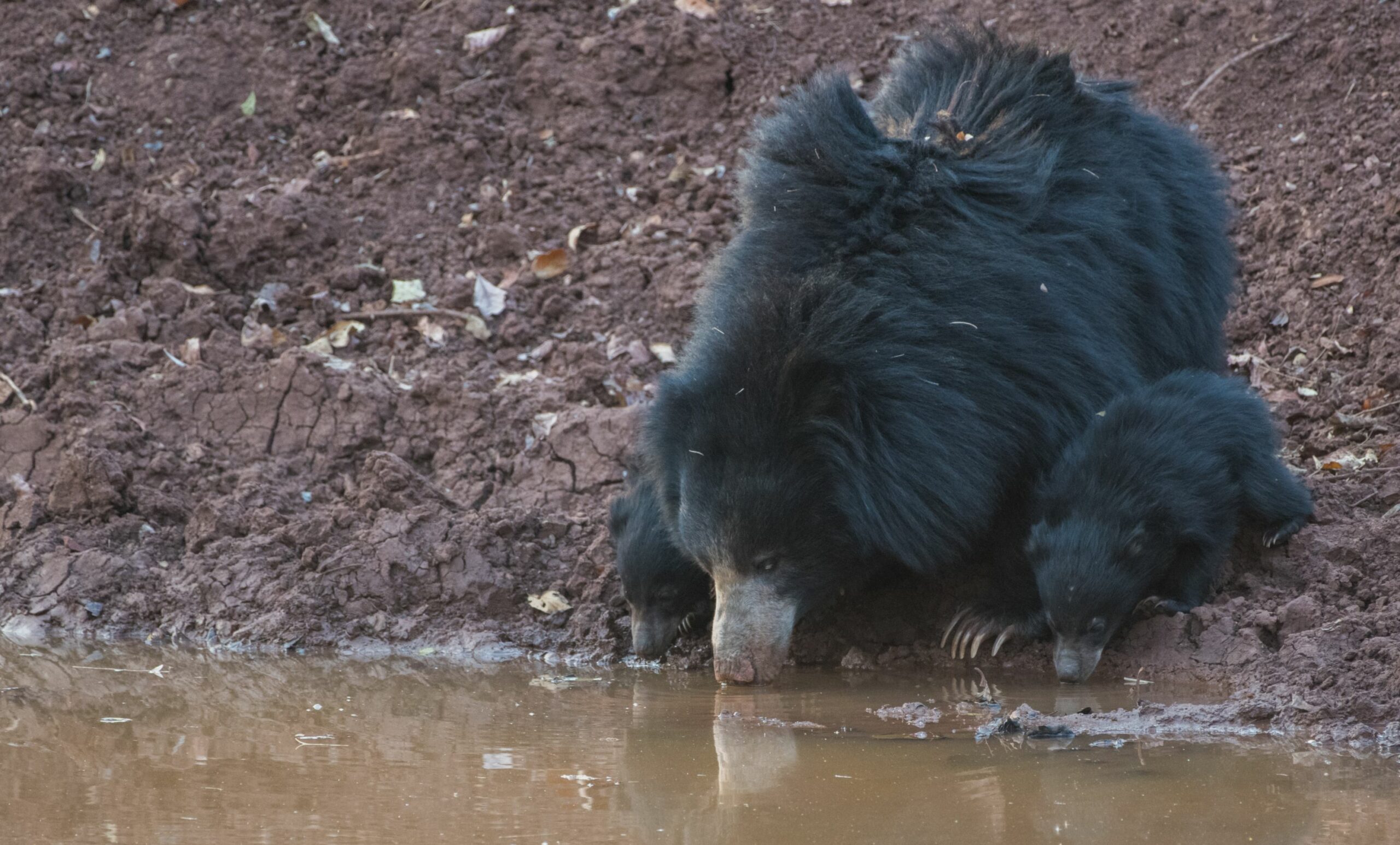 https://www.trackssafaris.co.uk/wp-content/uploads/2022/06/SLOTH-BEAR-SATPURA-VARUN1-scaled.jpg