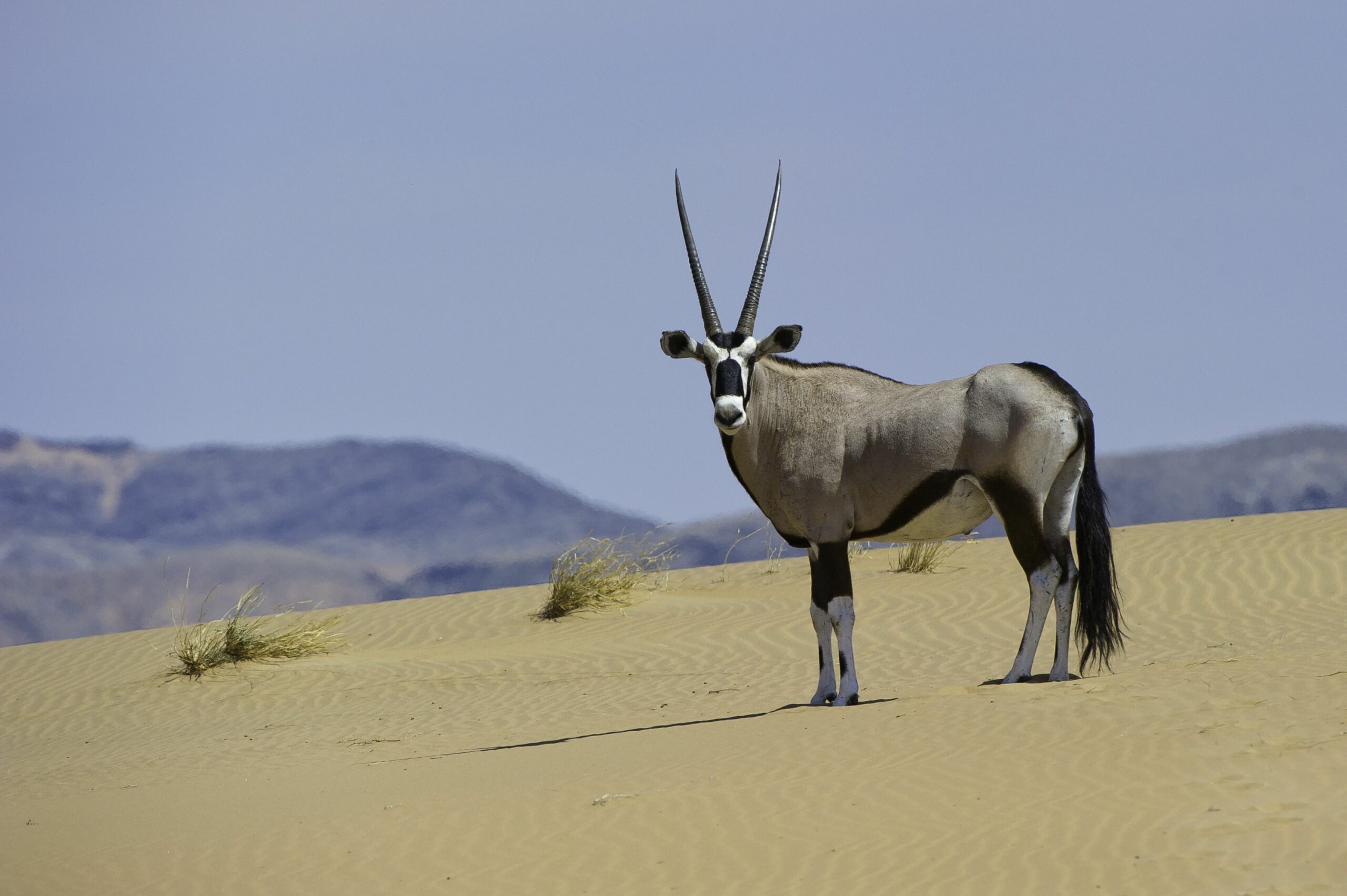 https://www.trackssafaris.co.uk/wp-content/uploads/2022/06/SerraCafema_2012-01-205-scaled.jpg