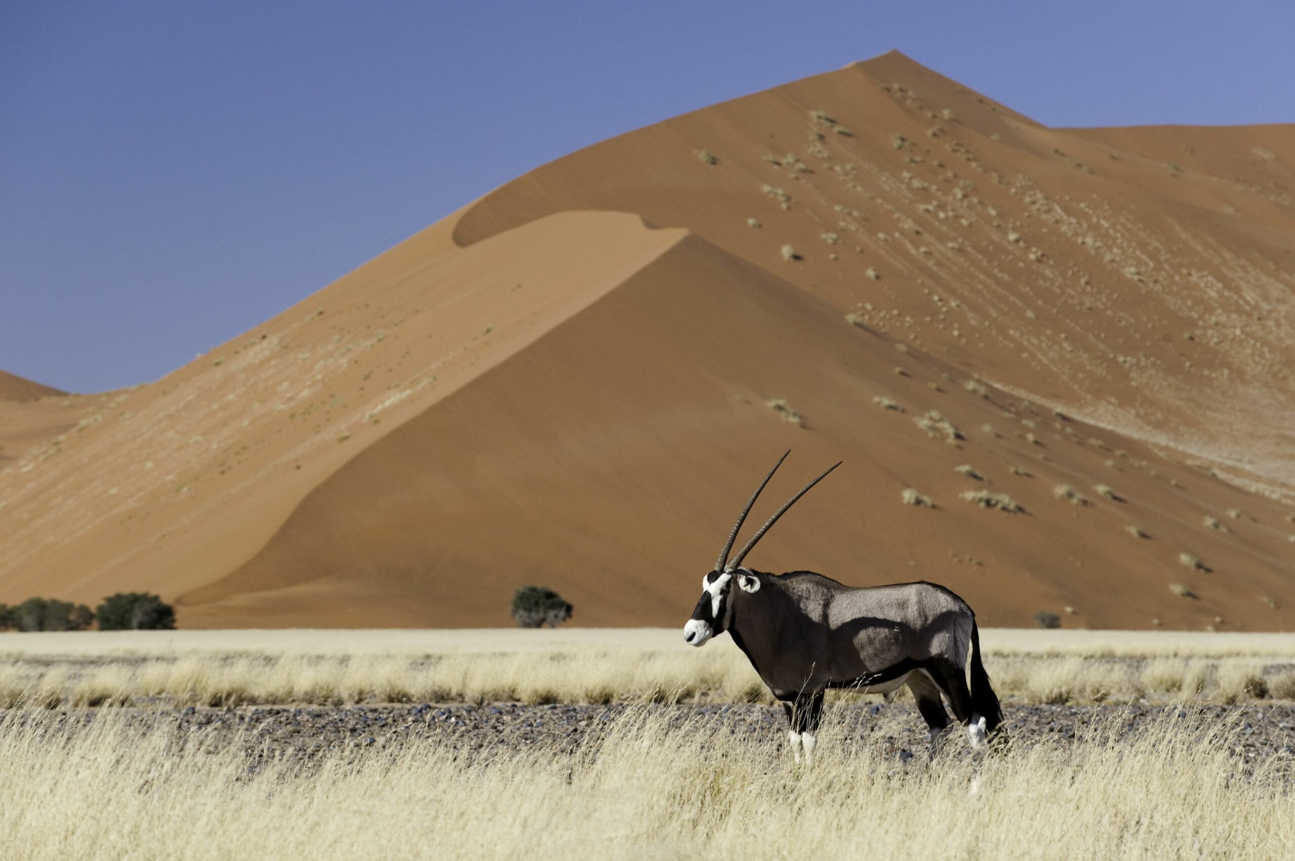 https://www.trackssafaris.co.uk/wp-content/uploads/2022/06/Sossusvlei093-copy-scaled.jpg