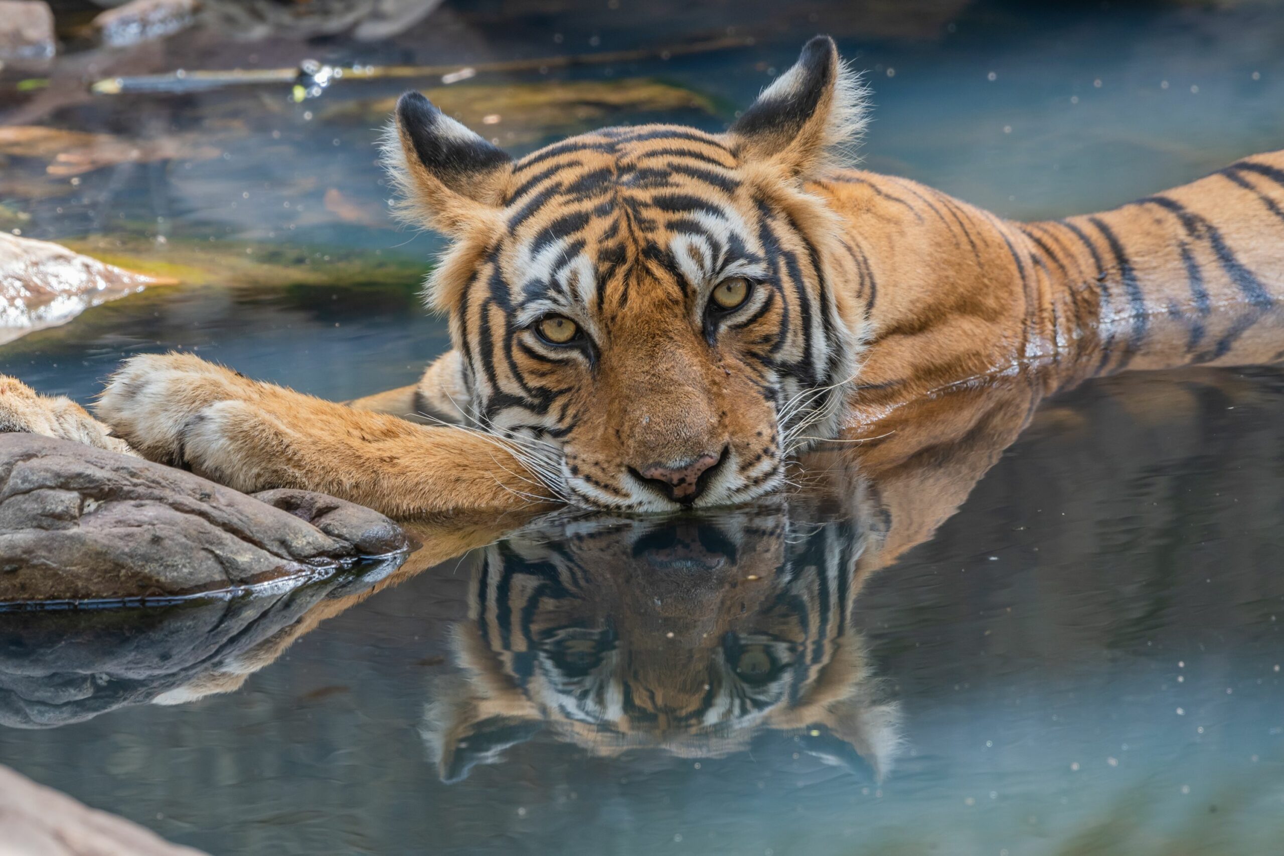 https://www.trackssafaris.co.uk/wp-content/uploads/2022/06/TIGER-VARUN-RANTHAMBORE-GAZE-copy-scaled.jpg