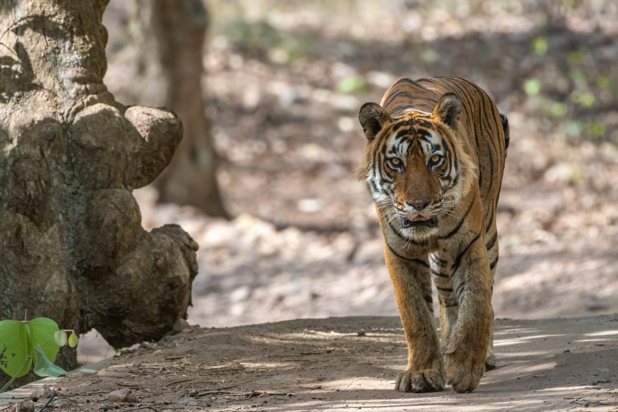 https://www.trackssafaris.co.uk/wp-content/uploads/2022/06/TIGER-VARUN-RANTHMBORE-WALKING-scaled.jpg