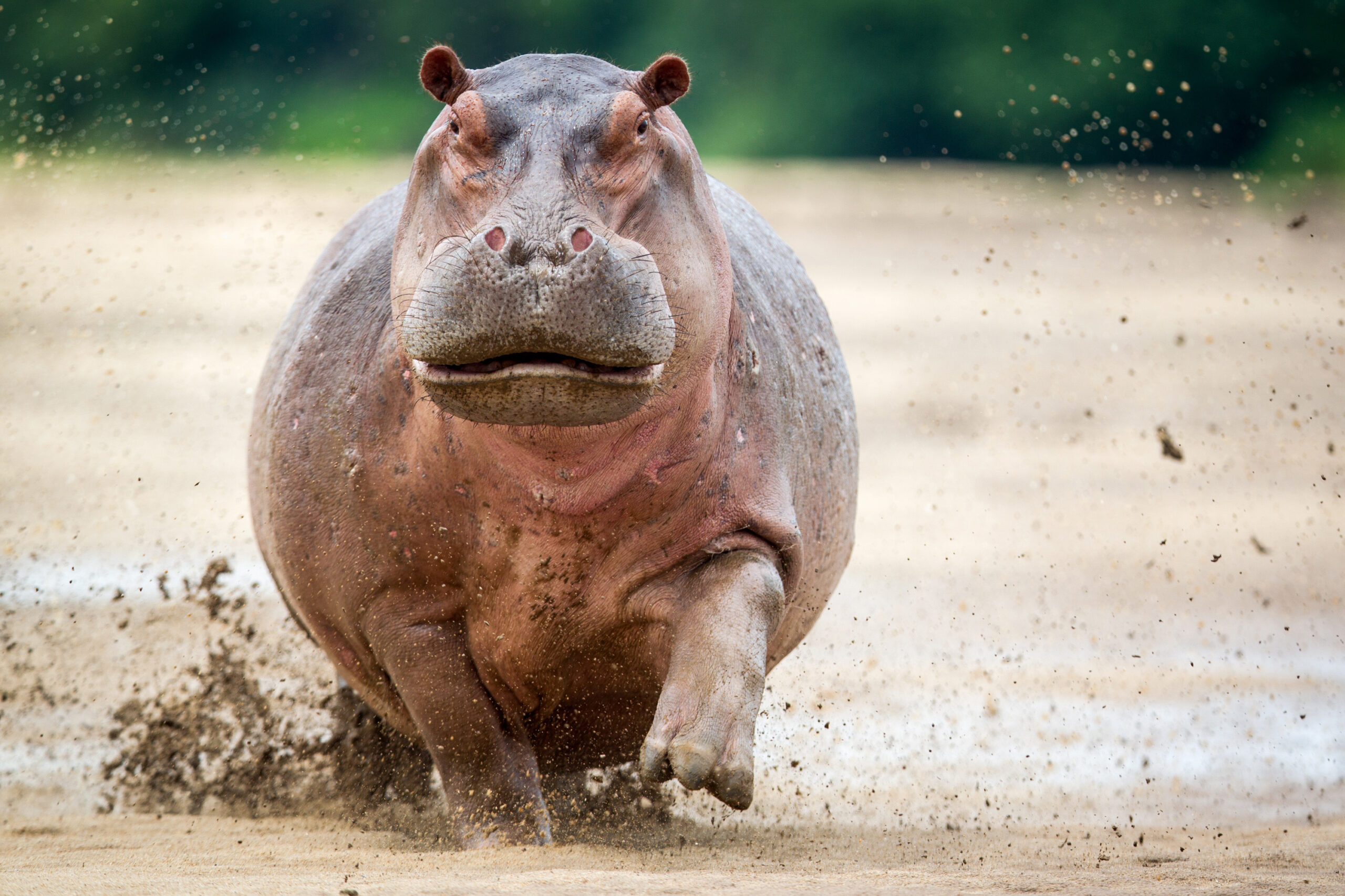 https://www.trackssafaris.co.uk/wp-content/uploads/2022/06/Time-Tide-South-Luangwa-32-copy-scaled.jpg