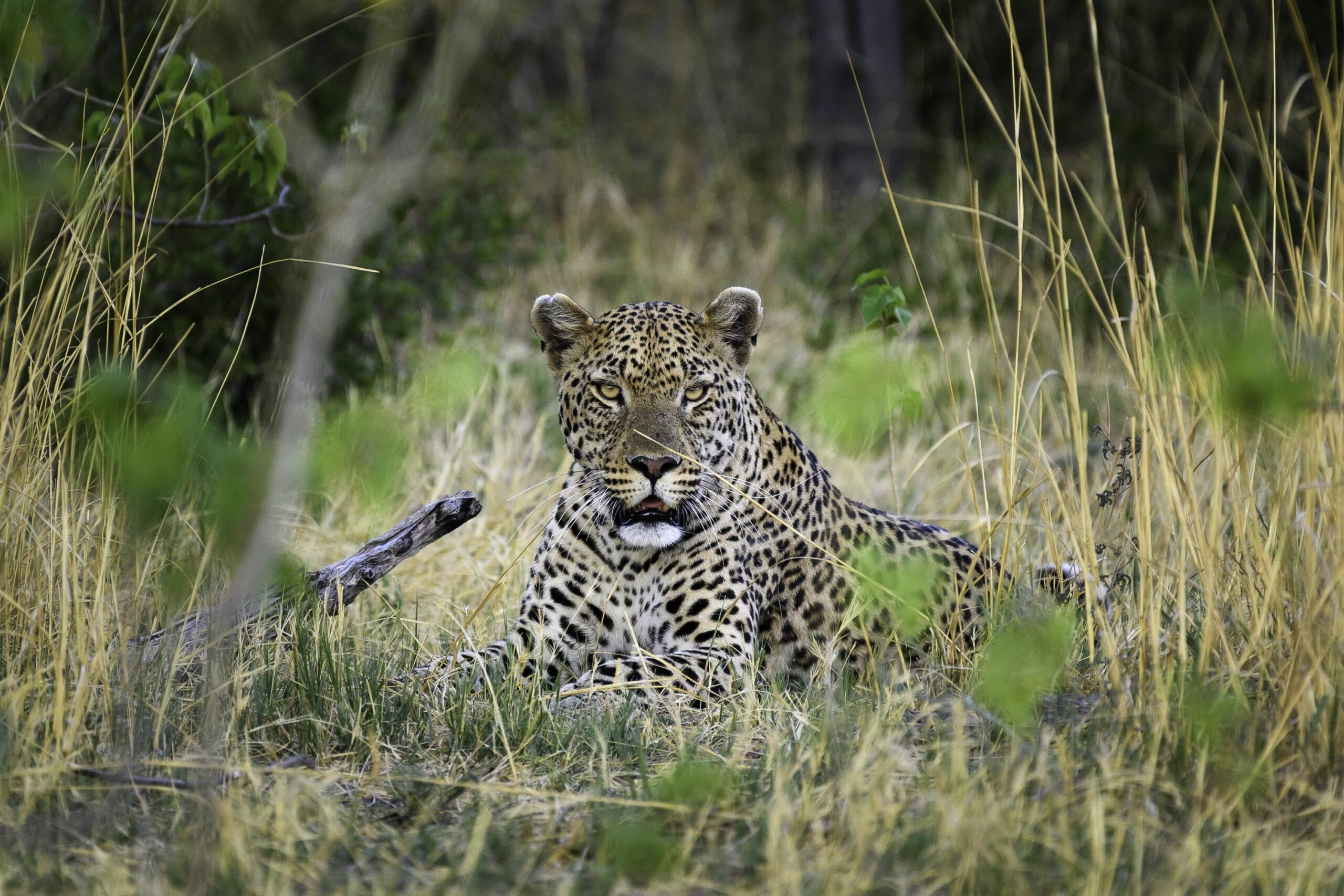 https://www.trackssafaris.co.uk/wp-content/uploads/2022/06/Vumbura_2016-11-176-scaled.jpg