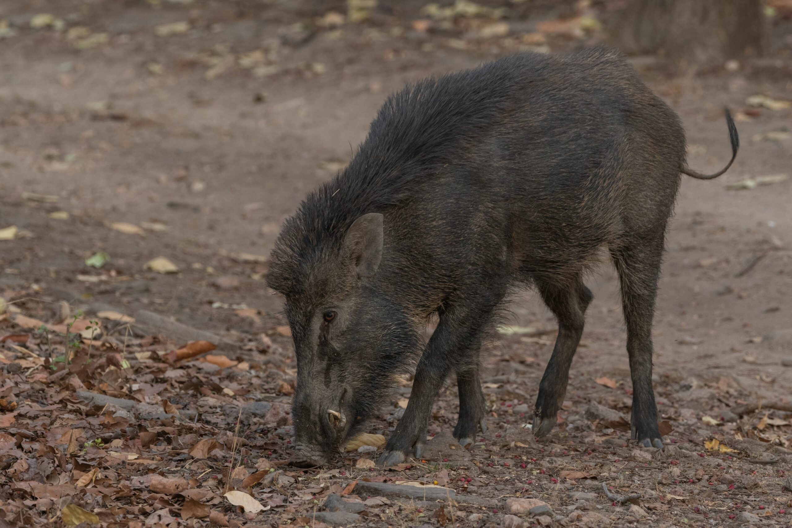 https://www.trackssafaris.co.uk/wp-content/uploads/2022/06/WILD-BOAR-KHANA-VARUN1-scaled.jpg