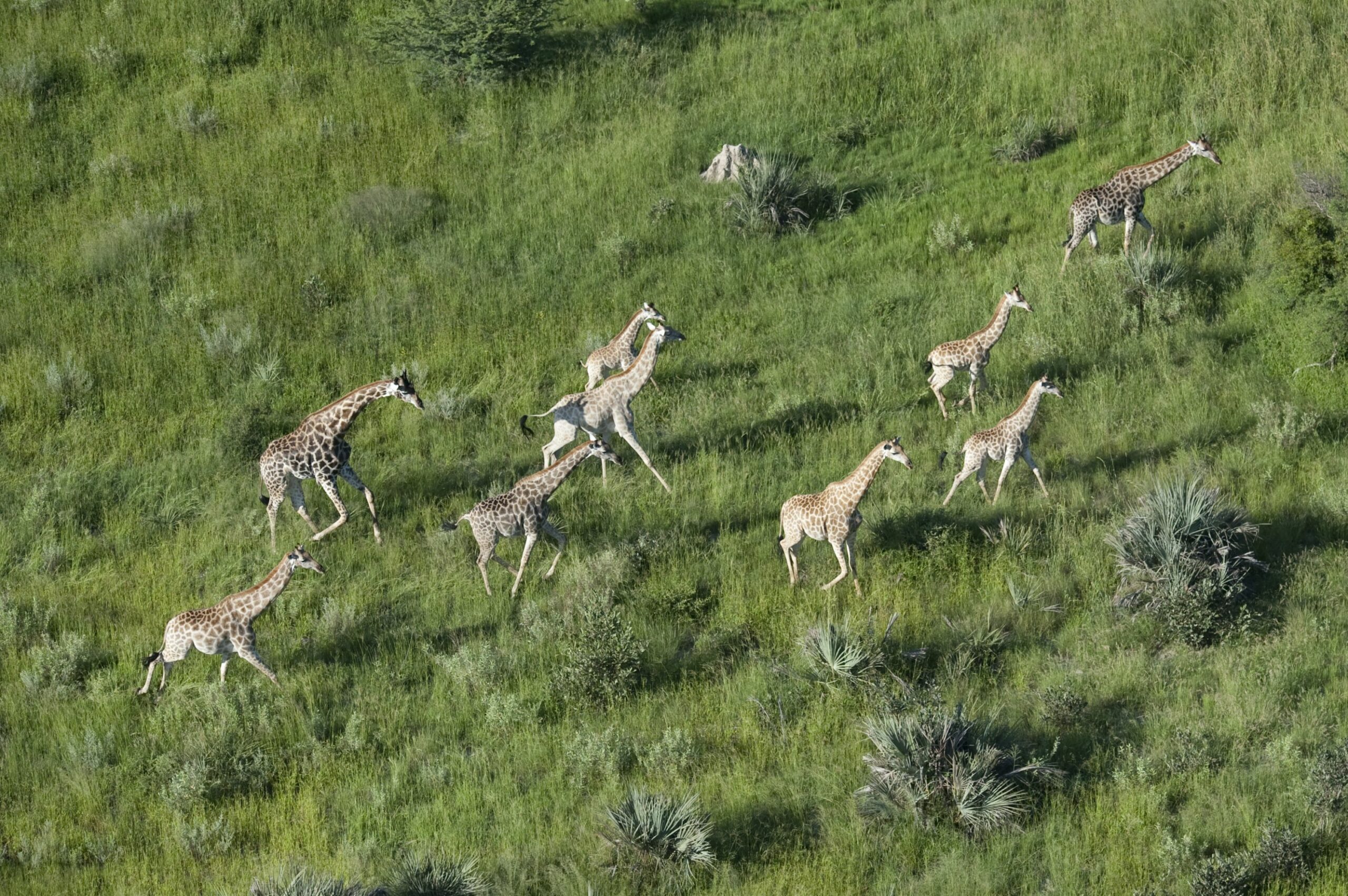 https://www.trackssafaris.co.uk/wp-content/uploads/2022/06/giraffe_aerial_3_chit-2-copy-scaled.jpg