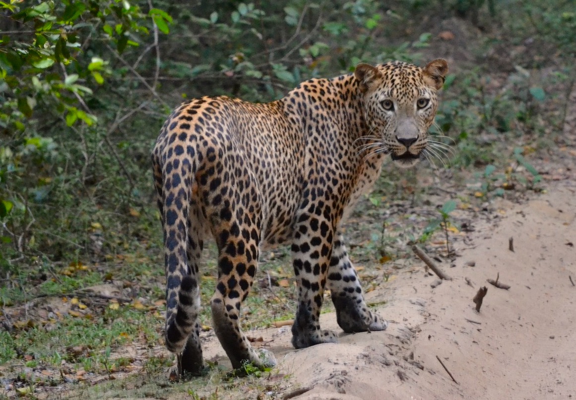 11 NIGHTS – LUXURY SRI LANKA WILDLIFE