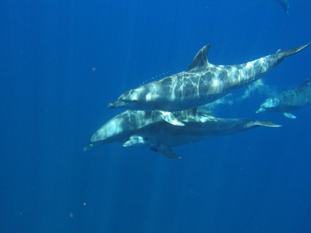 https://www.trackssafaris.co.uk/wp-content/uploads/2022/06/new-dolphins.jpg