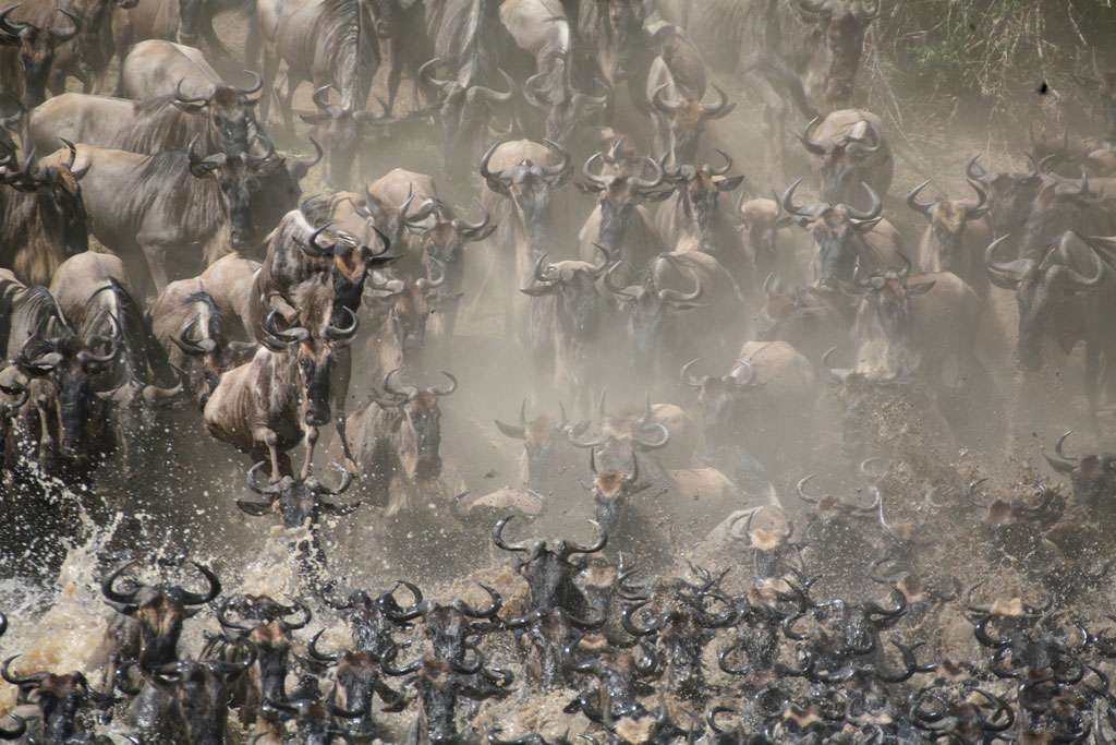 https://www.trackssafaris.co.uk/wp-content/uploads/2022/06/nomad-wildebeast-1.jpg