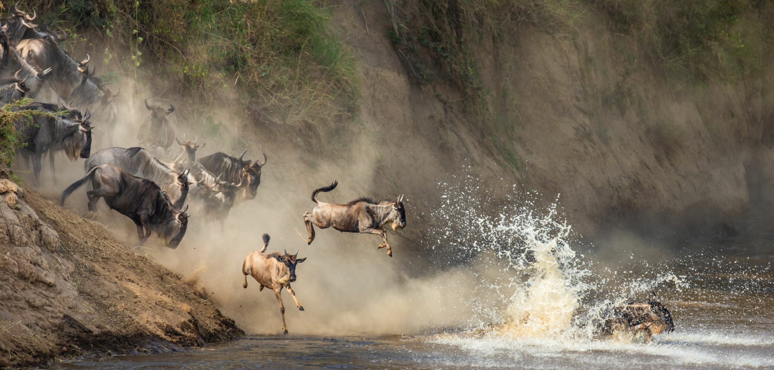 https://www.trackssafaris.co.uk/wp-content/uploads/2022/06/shutterstock_1199797675-copy1-scaled.jpg