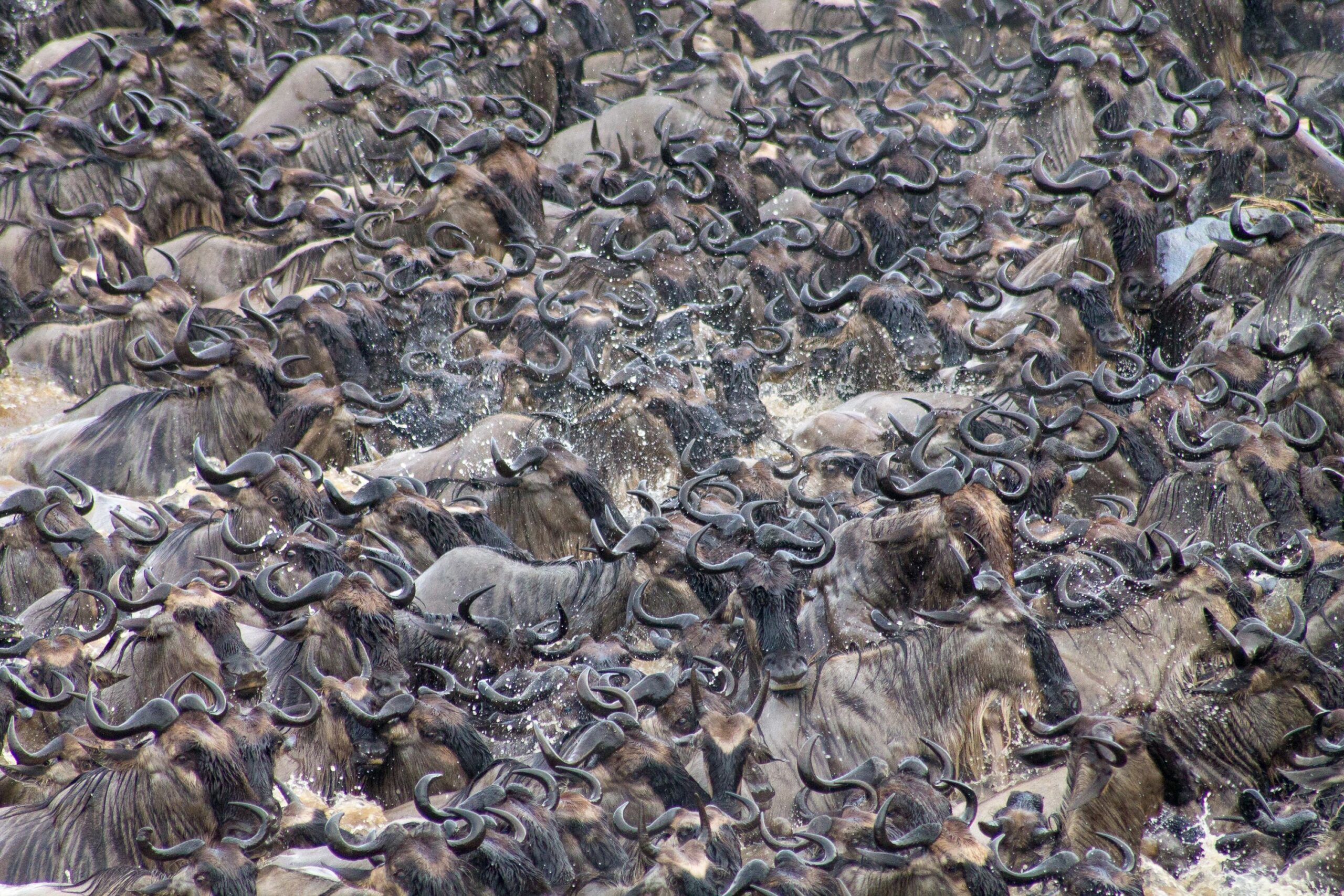 https://www.trackssafaris.co.uk/wp-content/uploads/2022/06/shutterstock_1663393333-scaled.jpg