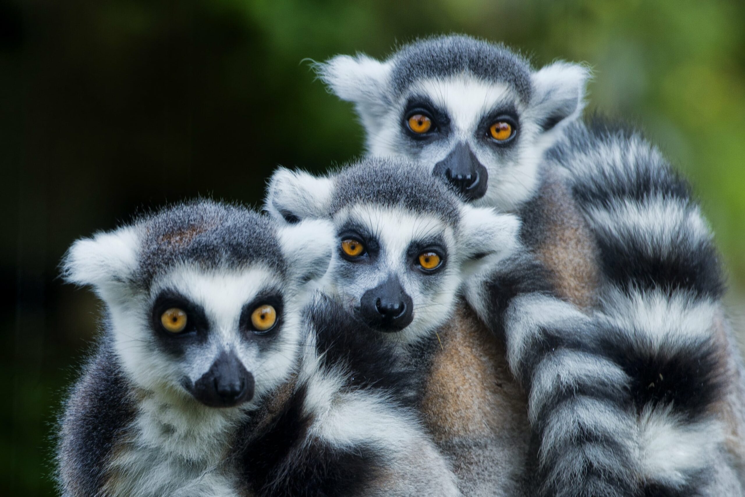 https://www.trackssafaris.co.uk/wp-content/uploads/2022/06/shutterstock_180035651-LEMURS2-scaled.jpg