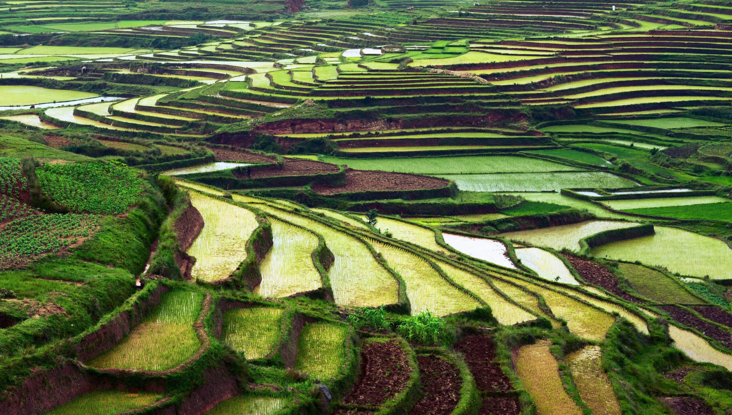 https://www.trackssafaris.co.uk/wp-content/uploads/2022/06/shutterstock_215340235-MADAGASCAR-FIELDS-scaled.jpg
