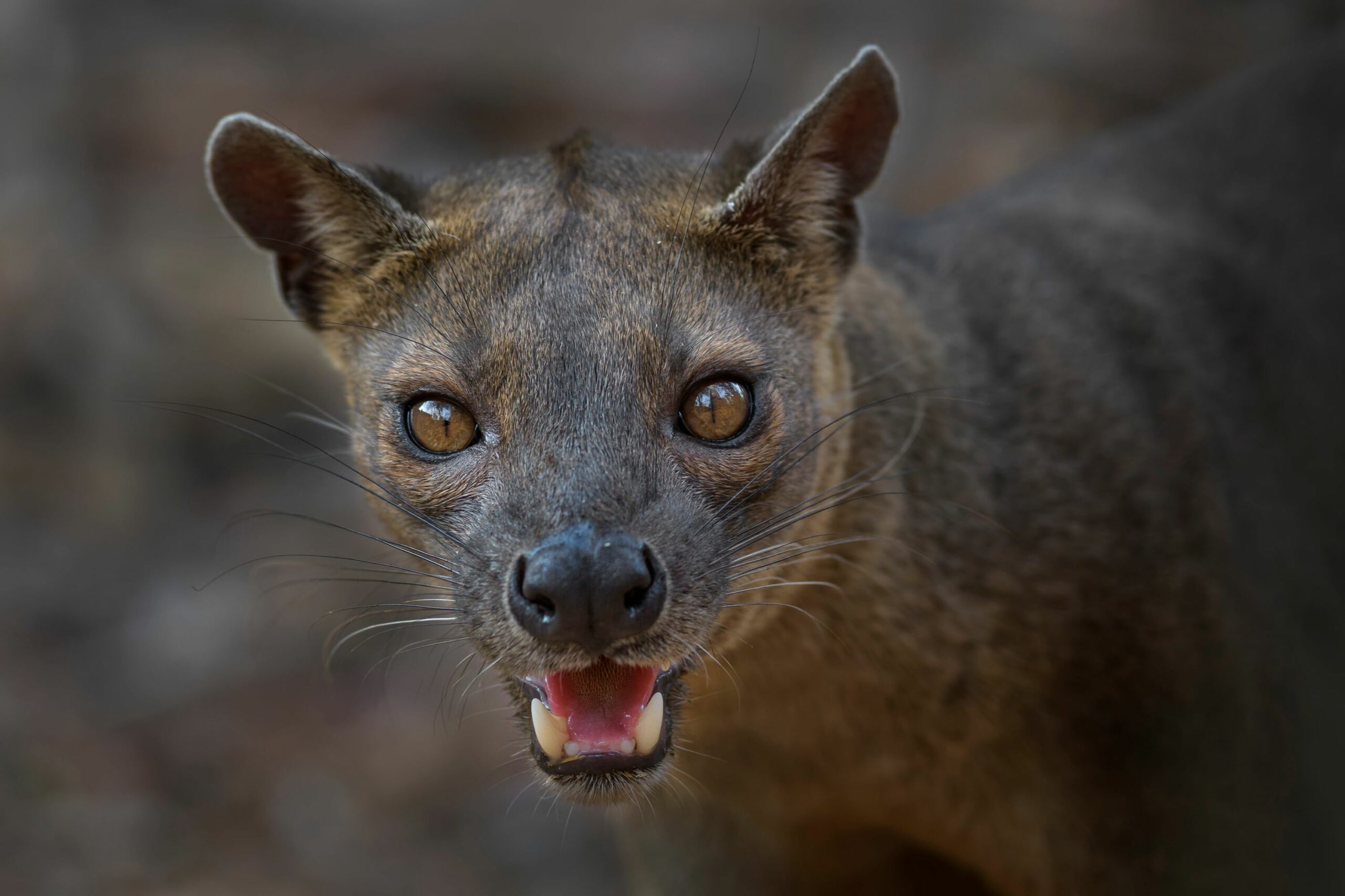 https://www.trackssafaris.co.uk/wp-content/uploads/2022/06/shutterstock_778582093-FOSSA-scaled.jpg